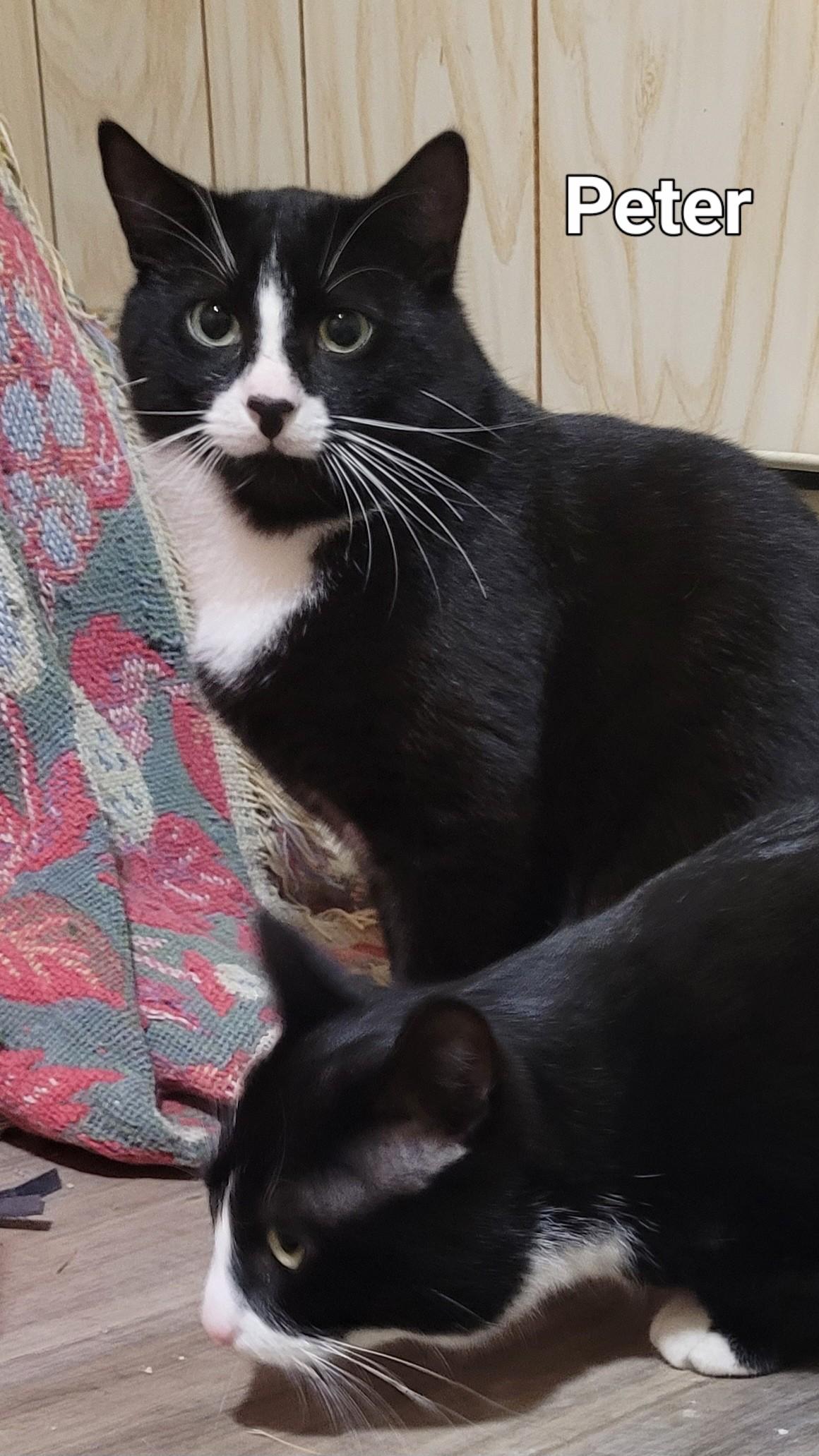 Peter (m) 1yrs old  Tuxedo, an adoptable Domestic Short Hair in Ottawa, ON, K4A 0P3 | Photo Image 5