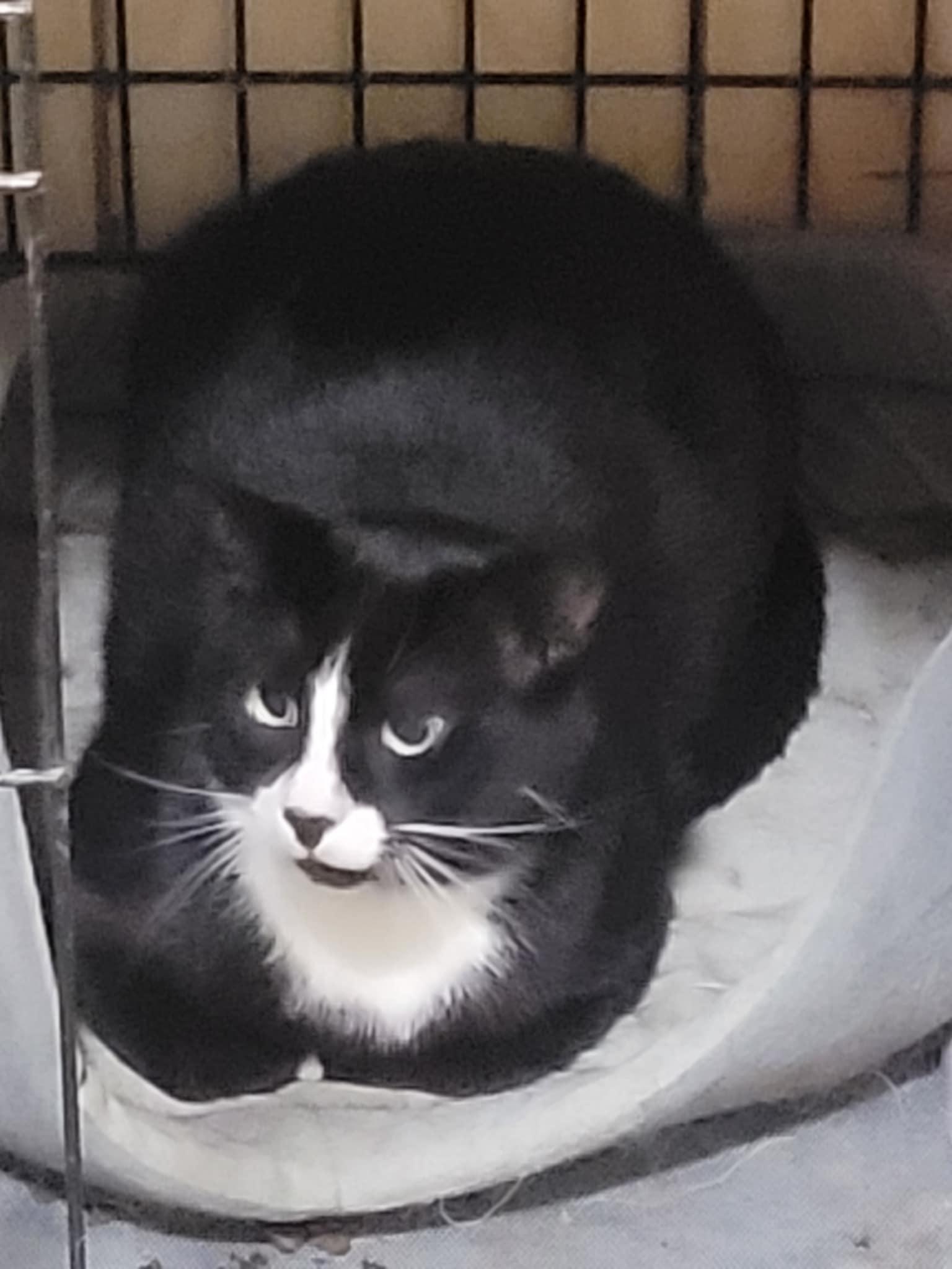 Peter (m) 1yrs old  Tuxedo, an adoptable Domestic Short Hair in Ottawa, ON, K4A 0P3 | Photo Image 2