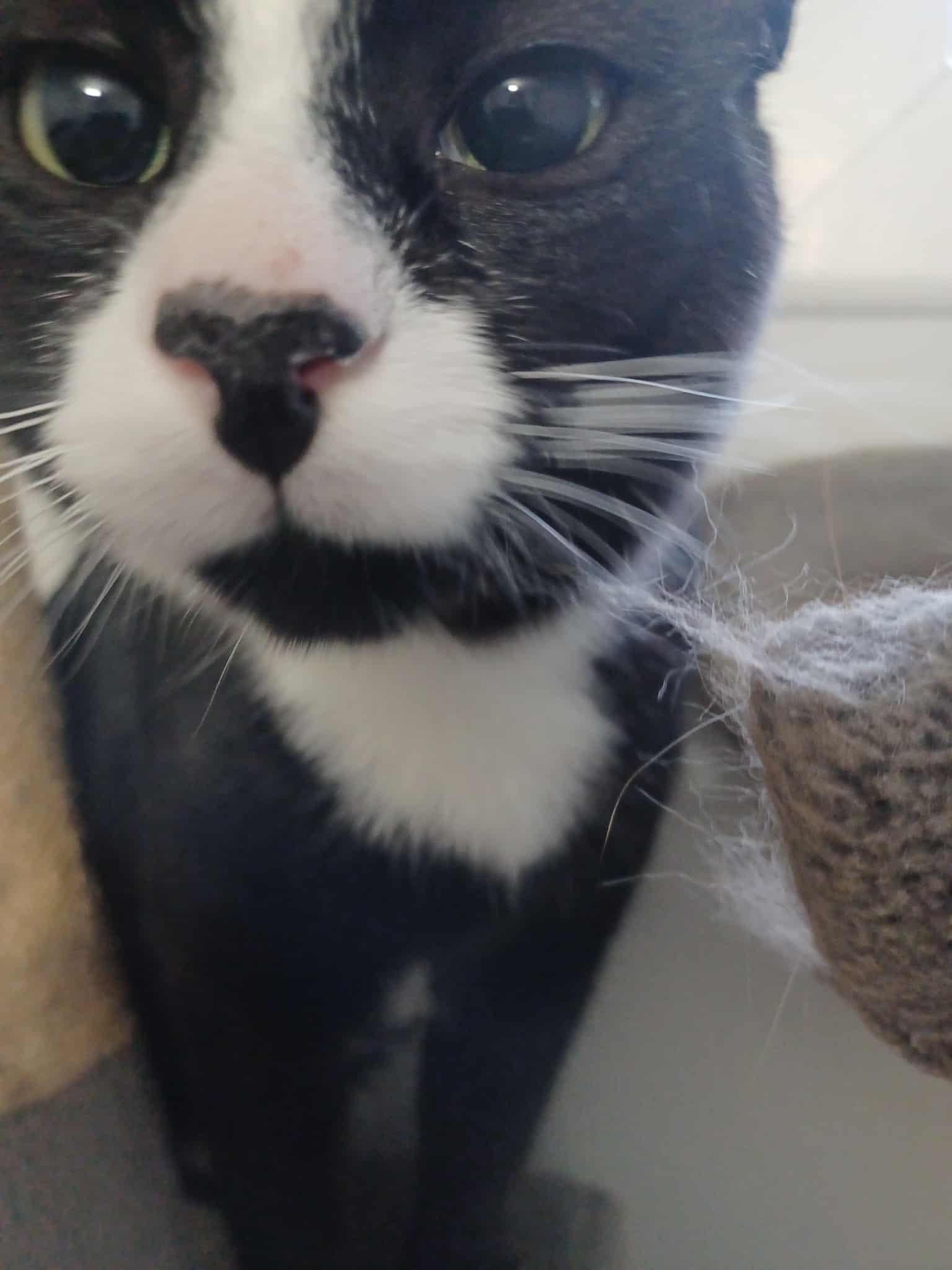 Peter (m) 1yrs old  Tuxedo, an adoptable Domestic Short Hair in Ottawa, ON, K4A 0P3 | Photo Image 4