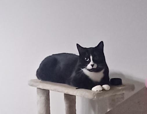 Enlarge Peter (m) 2yrs old  Tuxedo, a Adoptable Domestic Short Hair in Ottawa, ON image 2/4