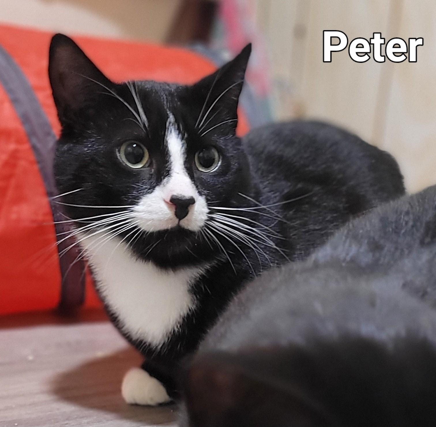 Peter (m) 1yrs old  Tuxedo, an adoptable Domestic Short Hair in Ottawa, ON, K4A 0P3 | Photo Image 1