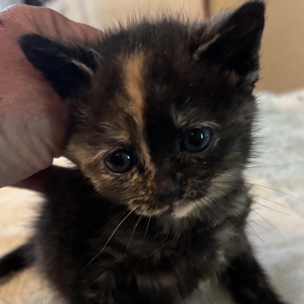 Enlarge Emily F-21677, a Adoptable Domestic Short Hair in Oklahoma City, OK image 1/1