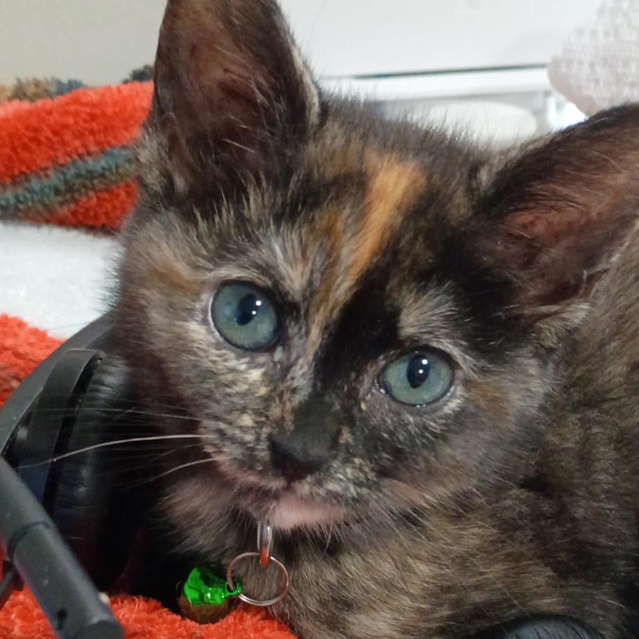 Enlarge Emily F-21679, a Adoptable Domestic Short Hair in Oklahoma City, OK image 3/4