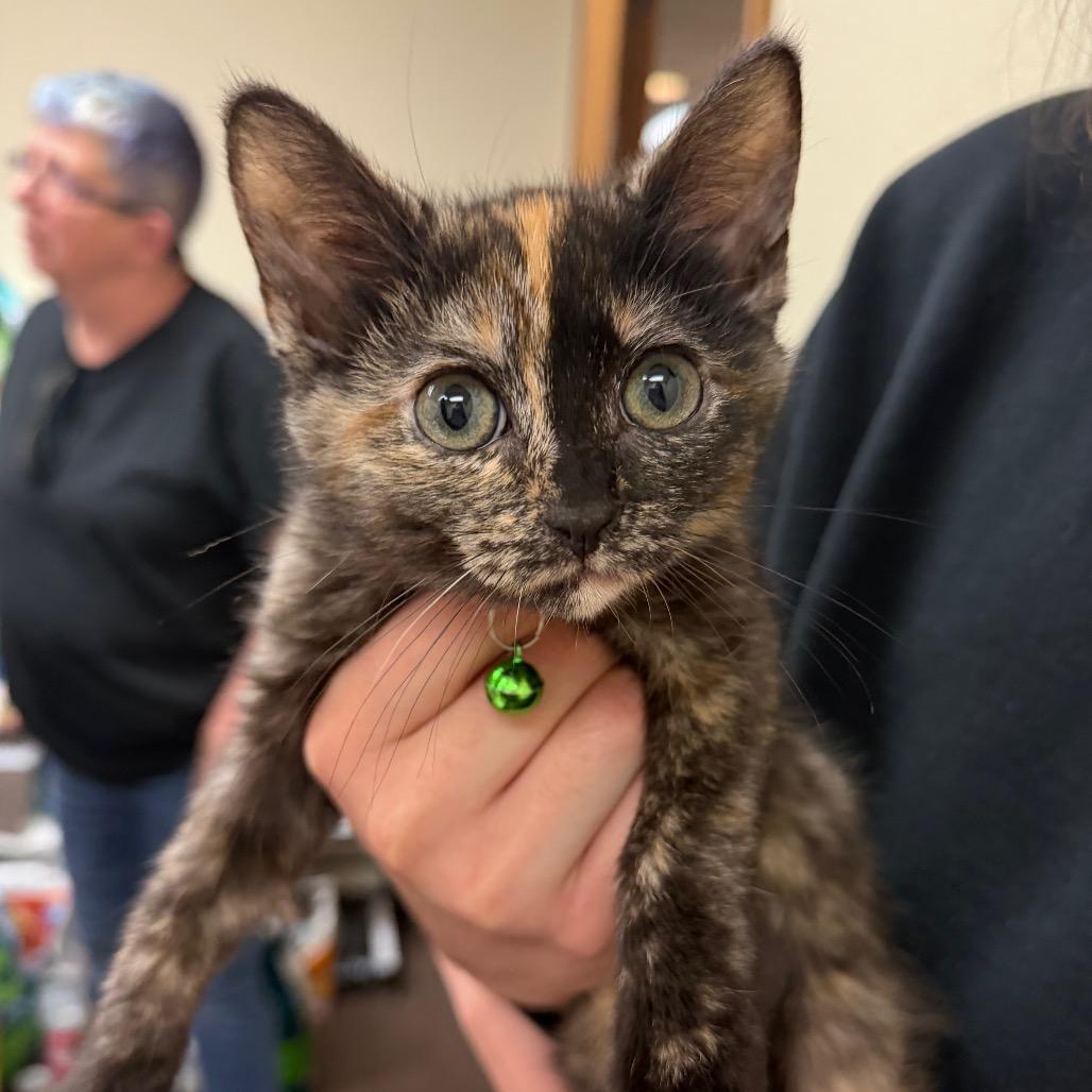 Enlarge Emily F-21679, a Adoptable Domestic Short Hair in Oklahoma City, OK image 4/4