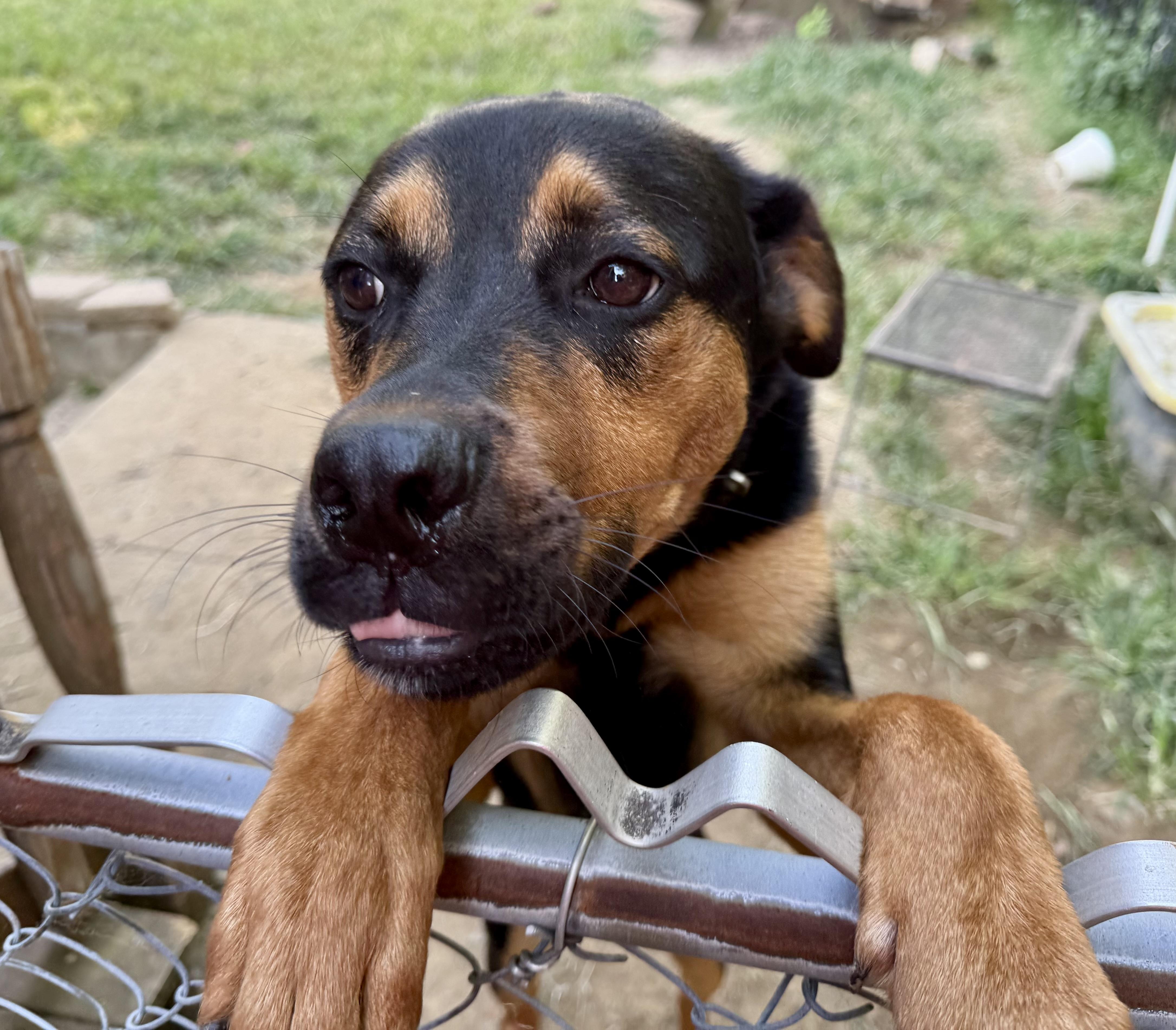 Enlarge Alfie, a Adoptable Mixed Breed in Louisville, KY image 3/6