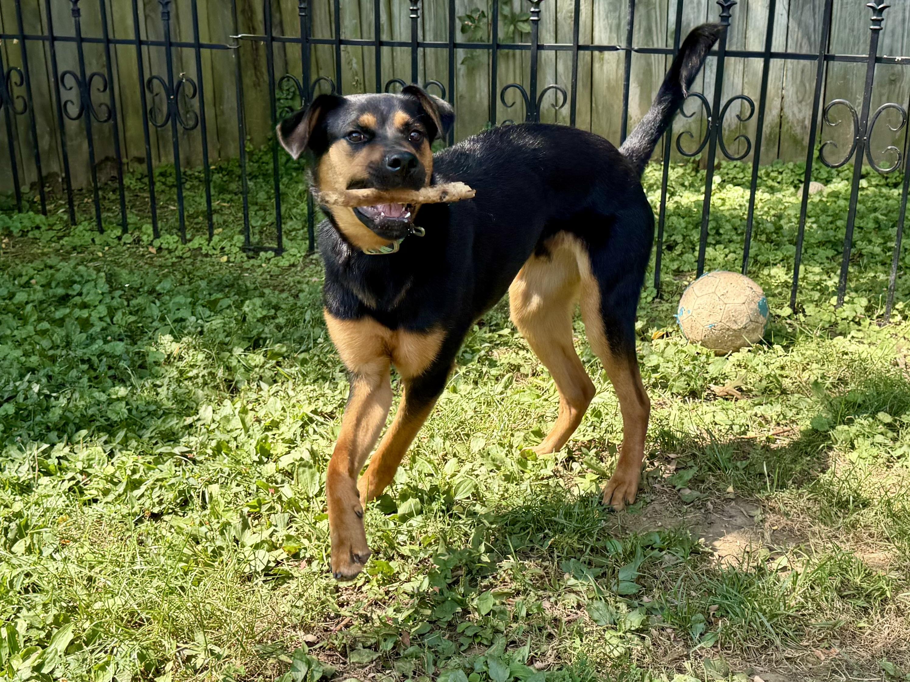 Alfie, a ADOPTABLE Mixed Breed in Louisville, KY image 3/5