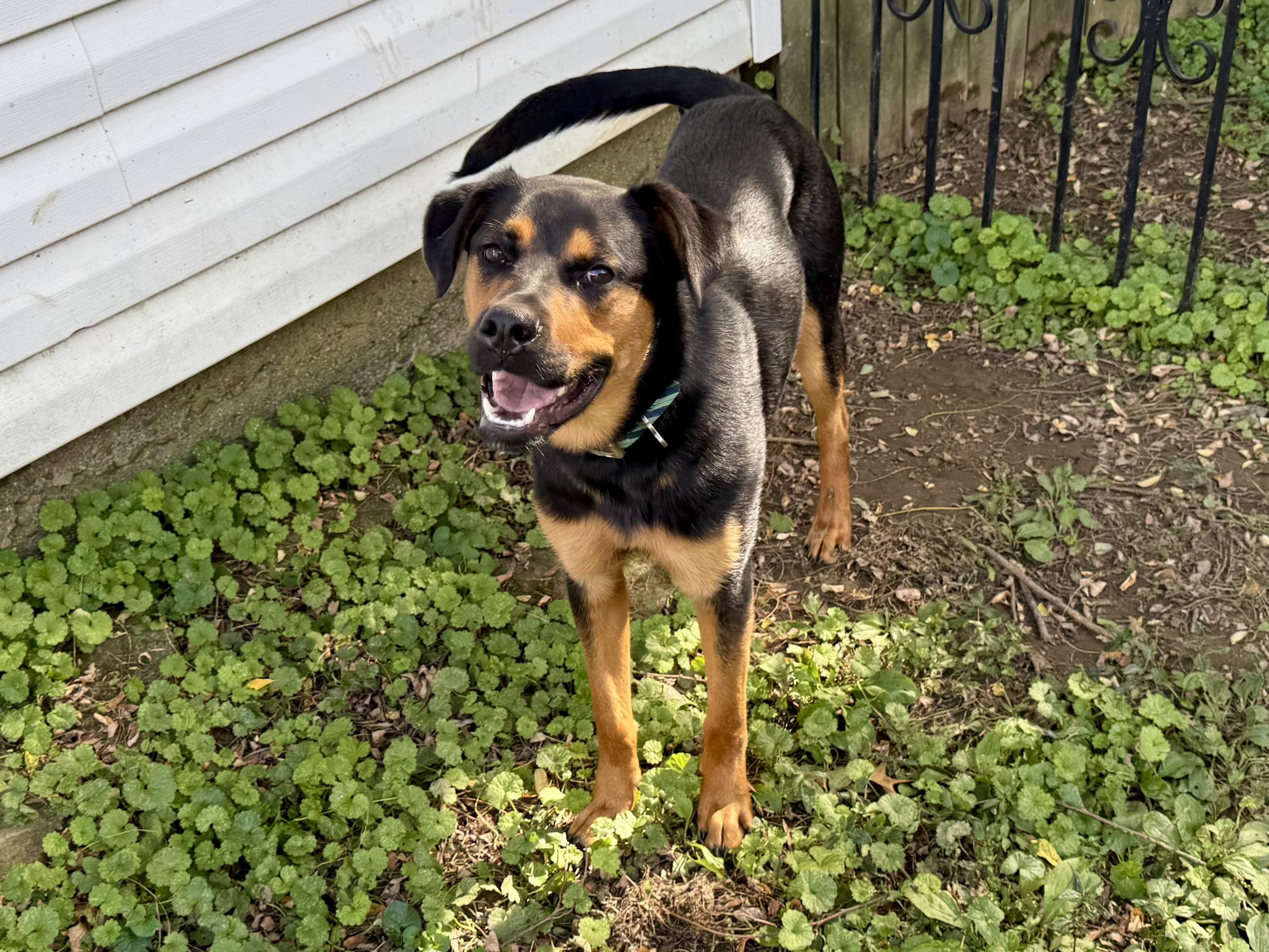 Enlarge Alfie, a Adoptable Mixed Breed in Louisville, KY image 4/6