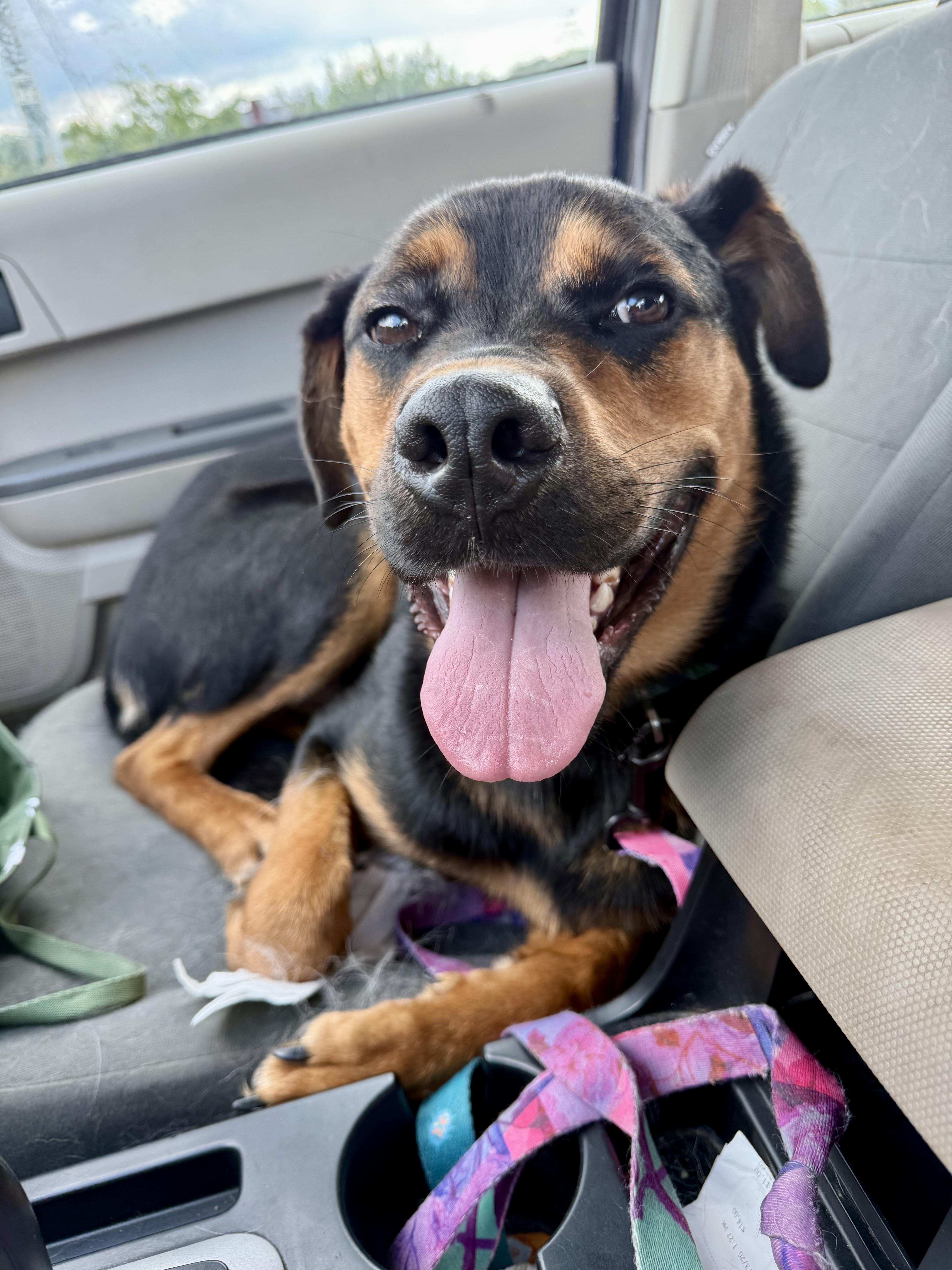 Enlarge Alfie, a Adoptable Mixed Breed in Louisville, KY image 5/6