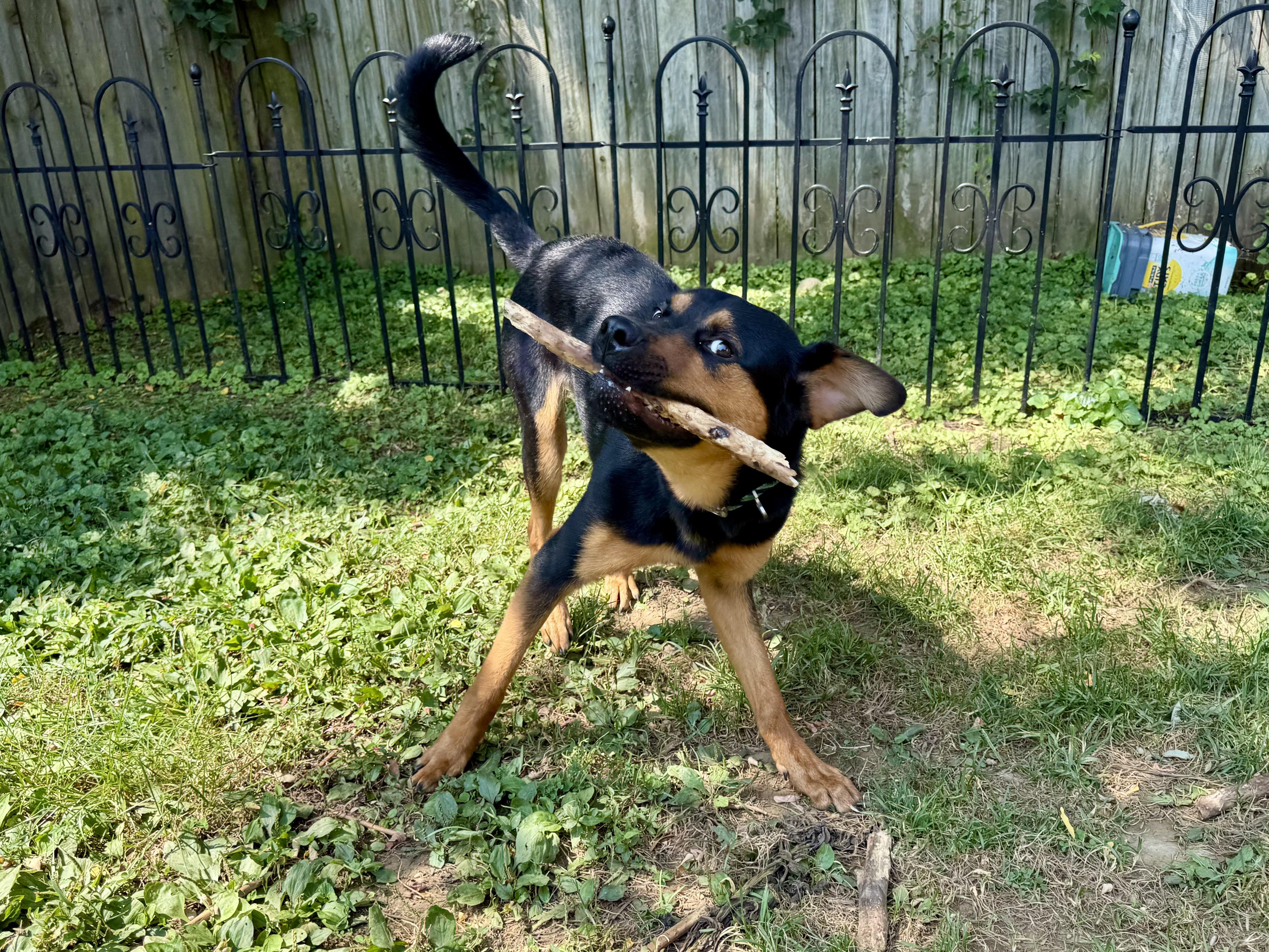 Alfie, a ADOPTABLE Mixed Breed in Louisville, KY image 5/5