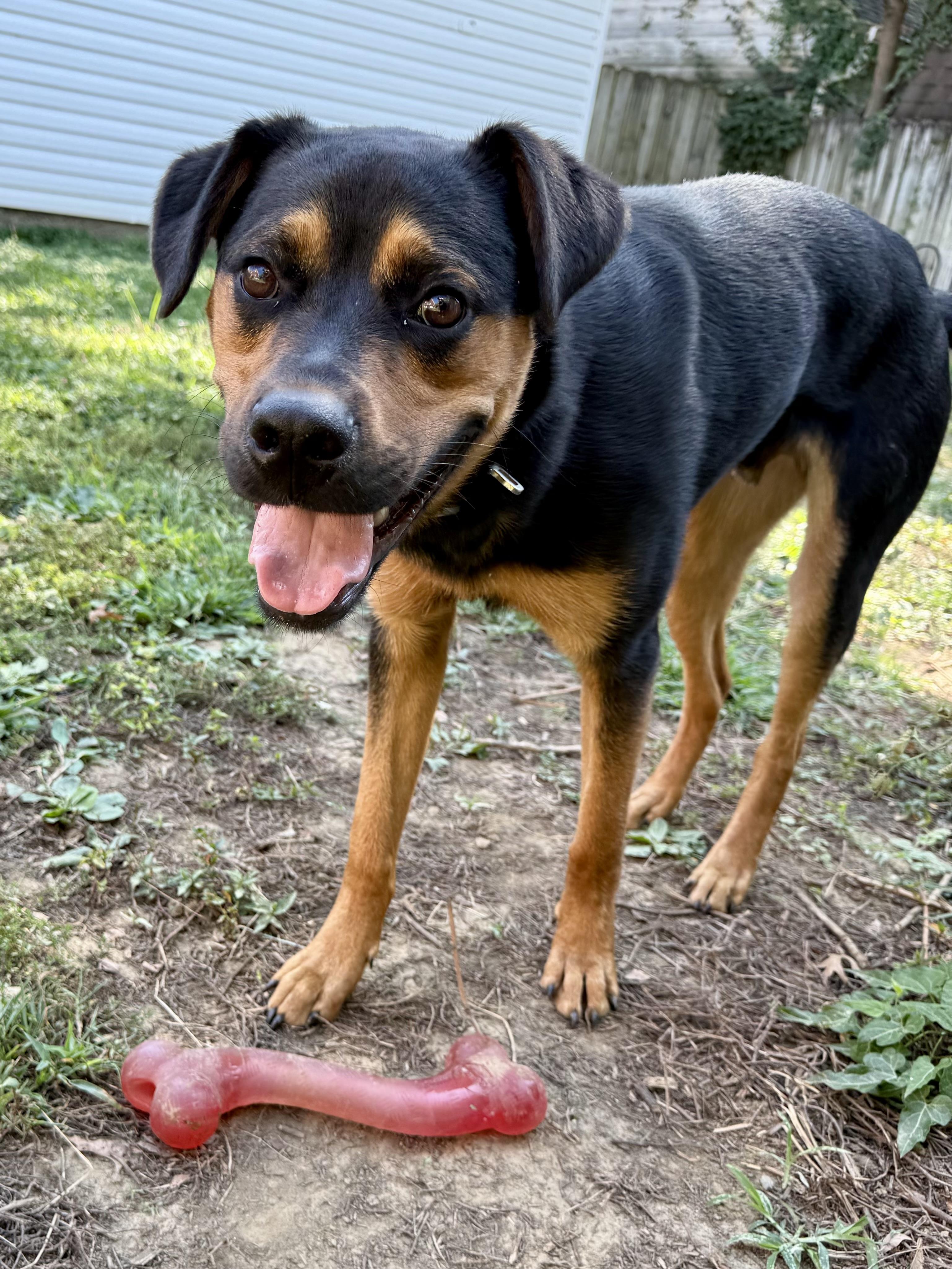 Enlarge Alfie, a Adoptable Mixed Breed in Louisville, KY image 6/6