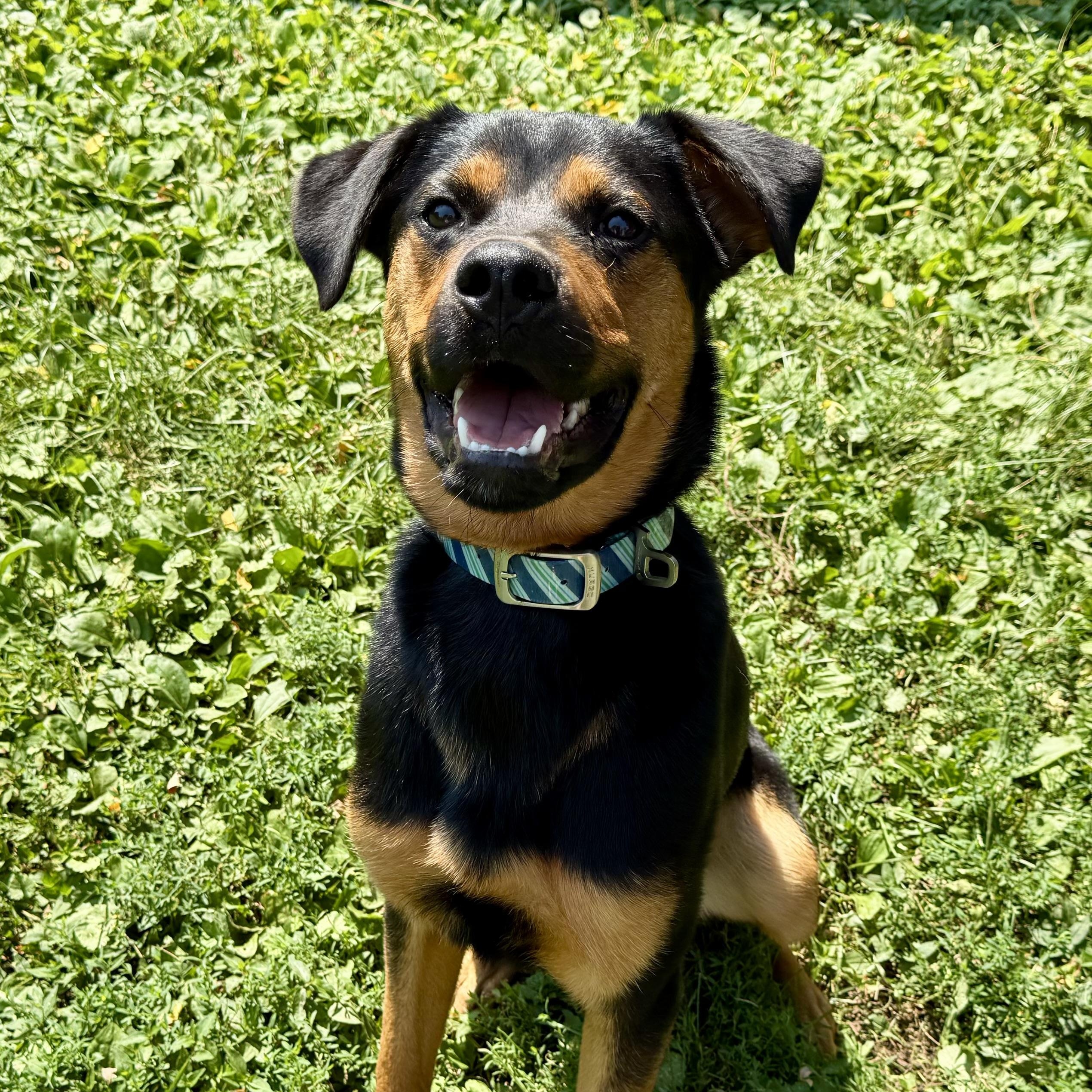 Enlarge Alfie, a Adoptable Mixed Breed in Louisville, KY image 1/6