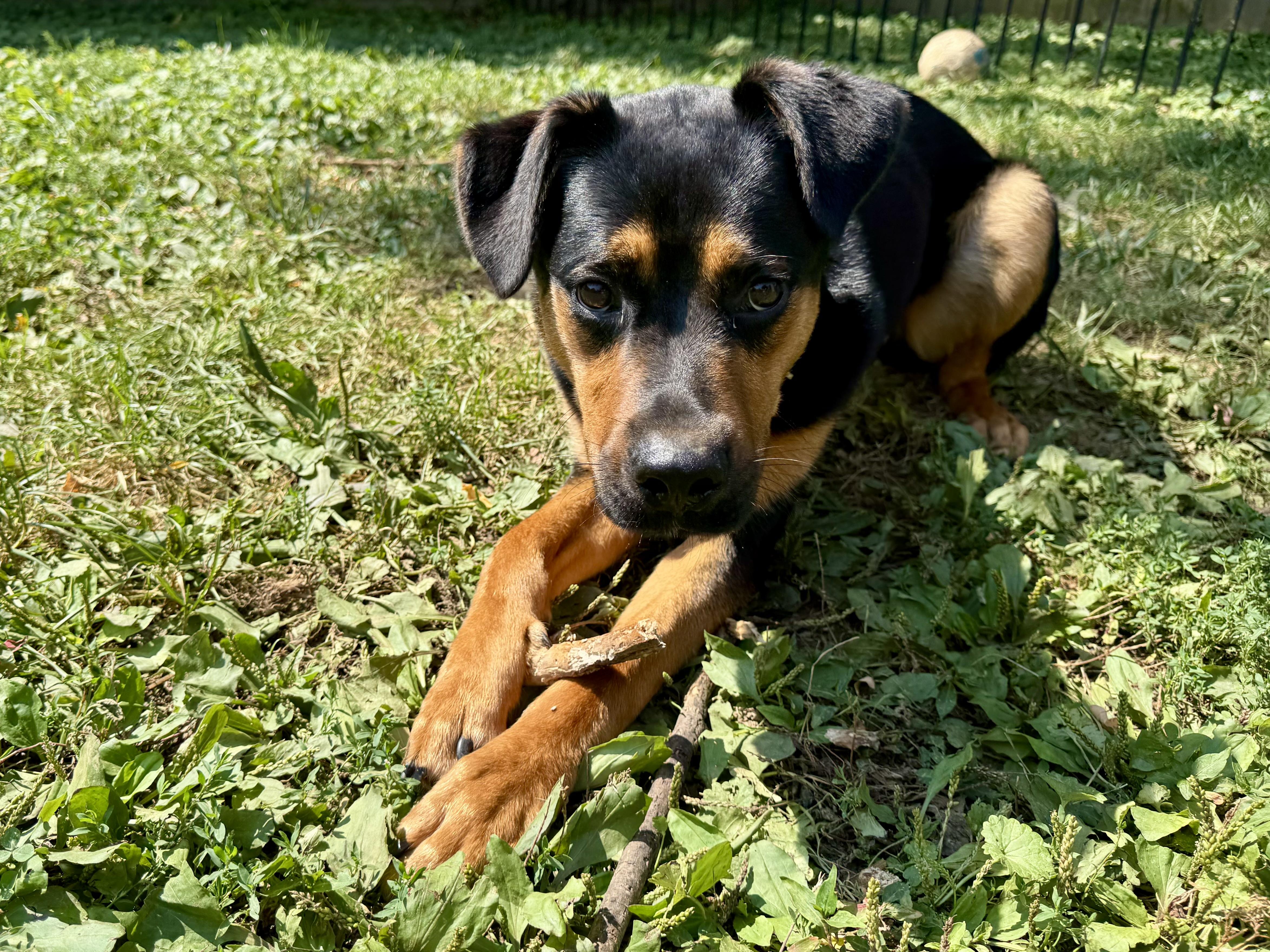 Enlarge Alfie, a Adoptable Mixed Breed in Louisville, KY image 2/6