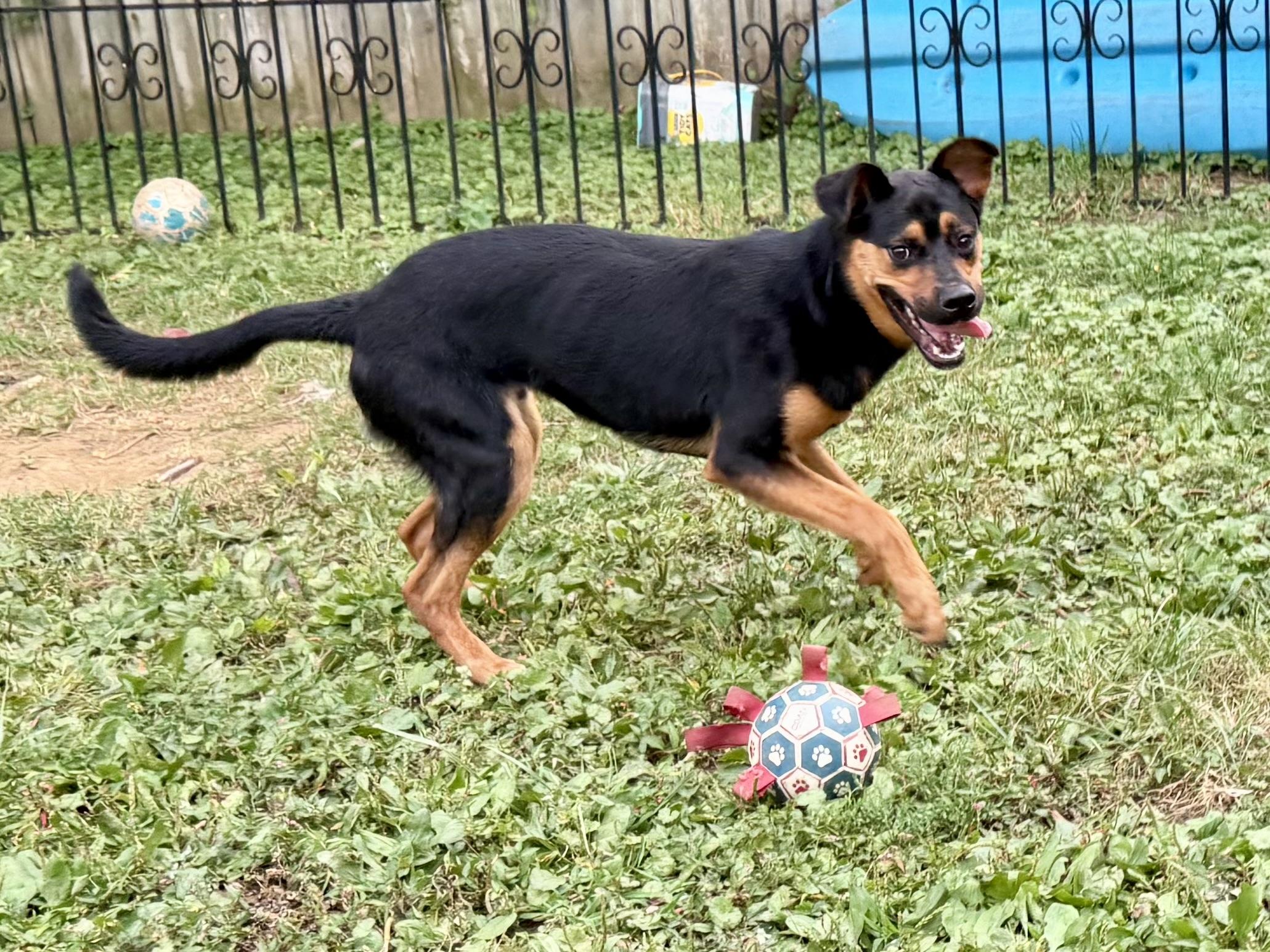 Alfie, a ADOPTABLE Mixed Breed in Louisville, KY image 4/5
