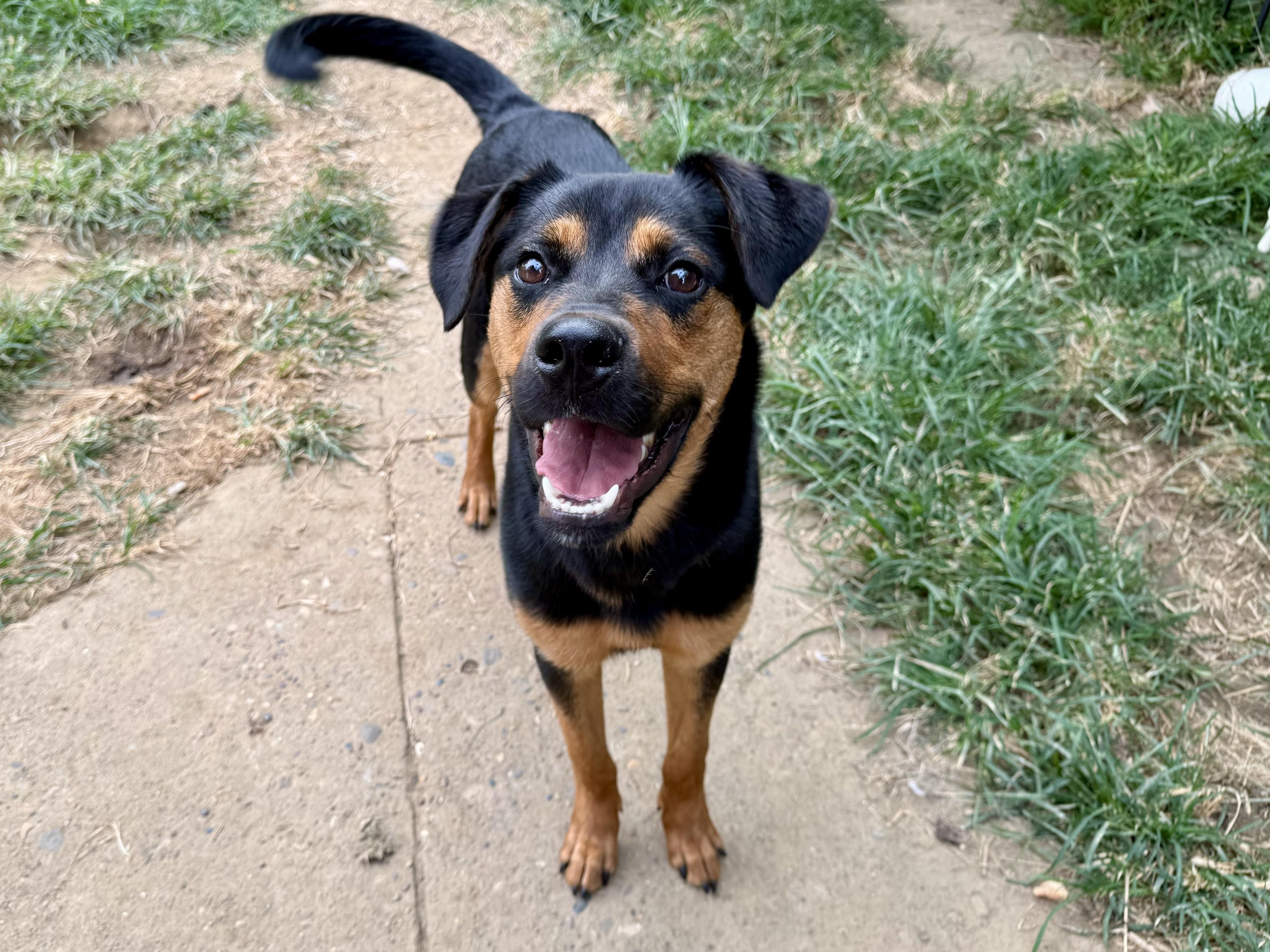 Alfie, ADOPTABLE, Young Male Mixed Breed.