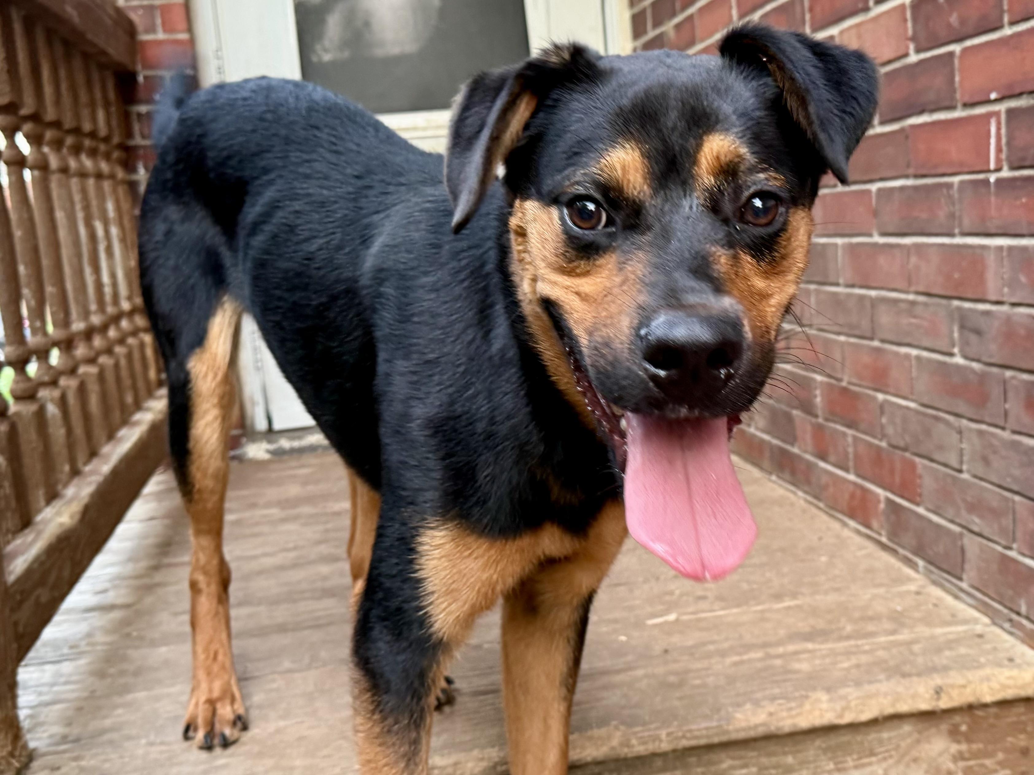 Alfie, a ADOPTABLE Mixed Breed in Louisville, KY image 2/5