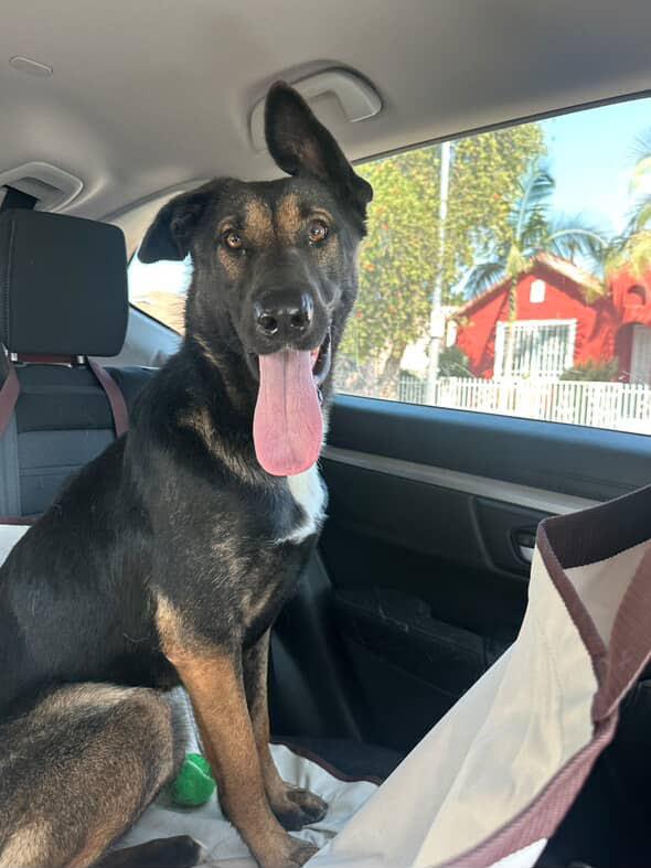 Enlarge Fancy, a Adoptable mixed breed in Duxbury, MA image 1/1