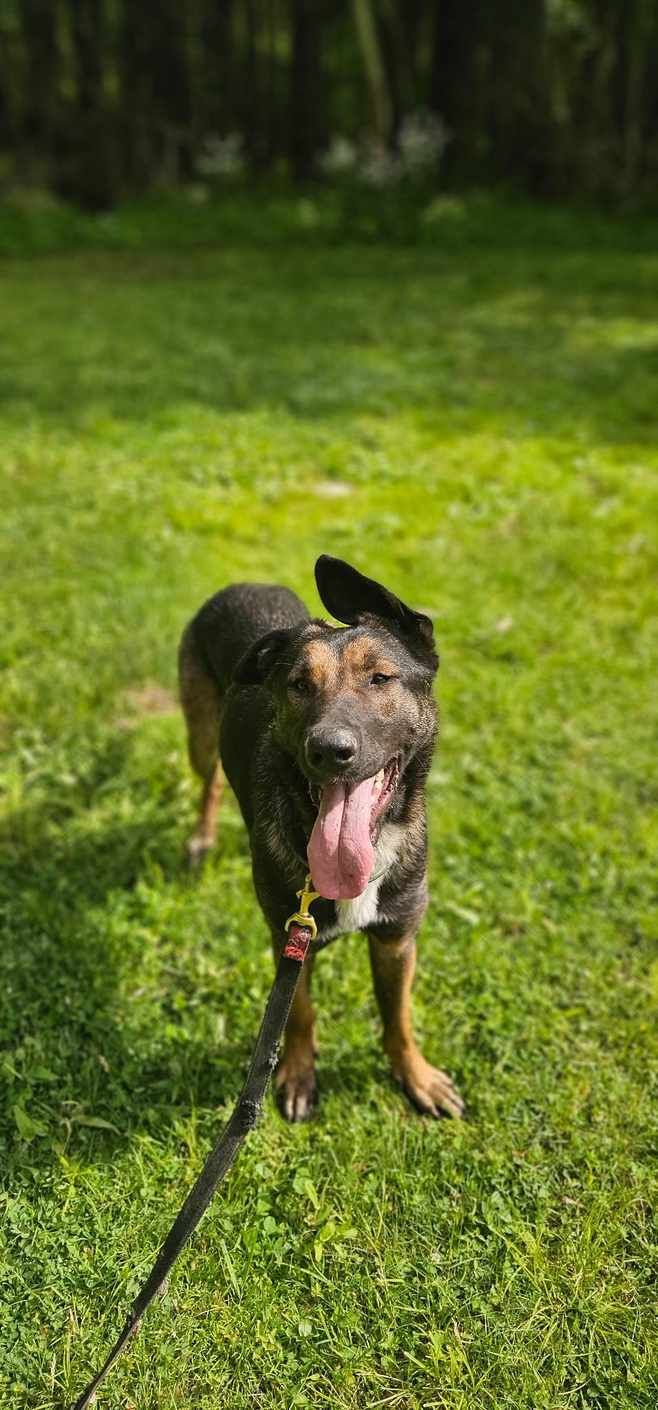 Fancy, a Adoptable mixed breed in Duxbury, MA image 3/3
