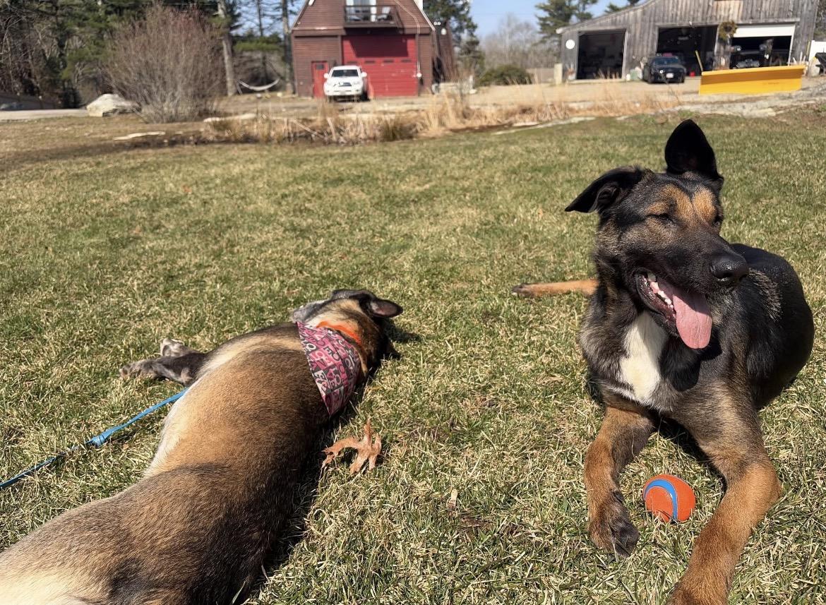Enlarge Fancy, a Adoptable mixed breed in Duxbury, MA image 2/2