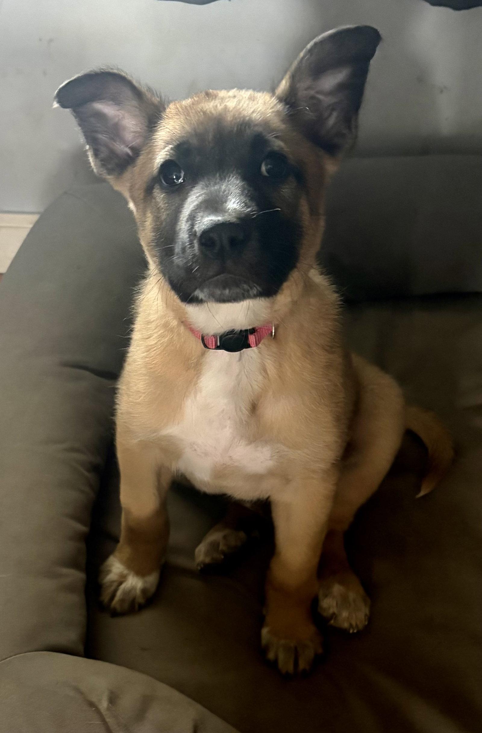 Benson CA, Adoptable, Puppy Male Shepherd.