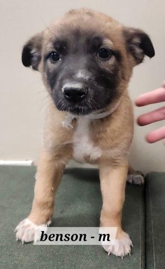 Enlarge Benson CA, a Adoptable Shepherd in Hillside, IL image 2/2