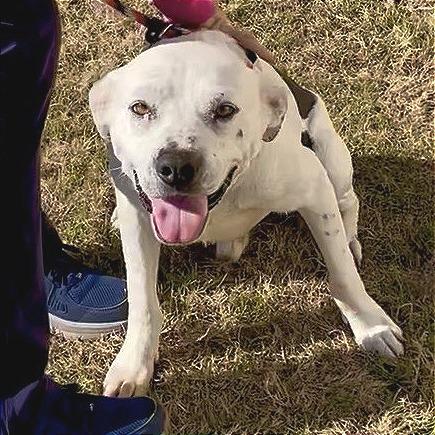 Calvin, Adoptable, Adult Male Pit Bull Terrier.