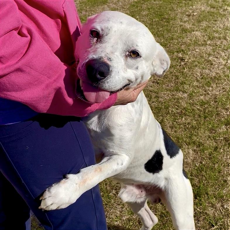 Enlarge Calvin, a Adoptable mixed breed in Denison, TX image 3/3
