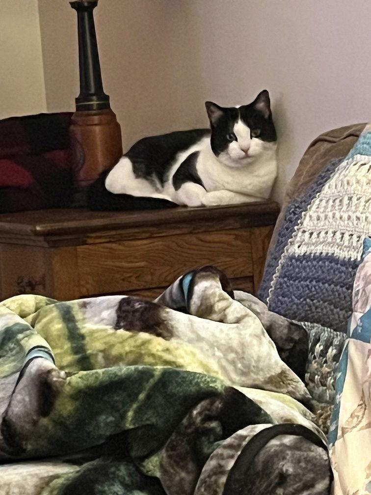 Enlarge Lucy, a Adoptable Domestic Short Hair in Rochester, NY image 1/1