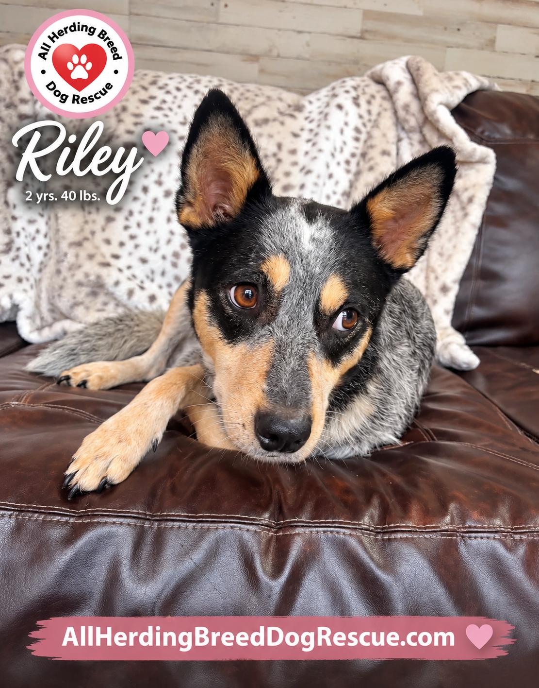 Enlarge Riley, a Adoptable Cattle Dog in Joliet, IL image 3/4