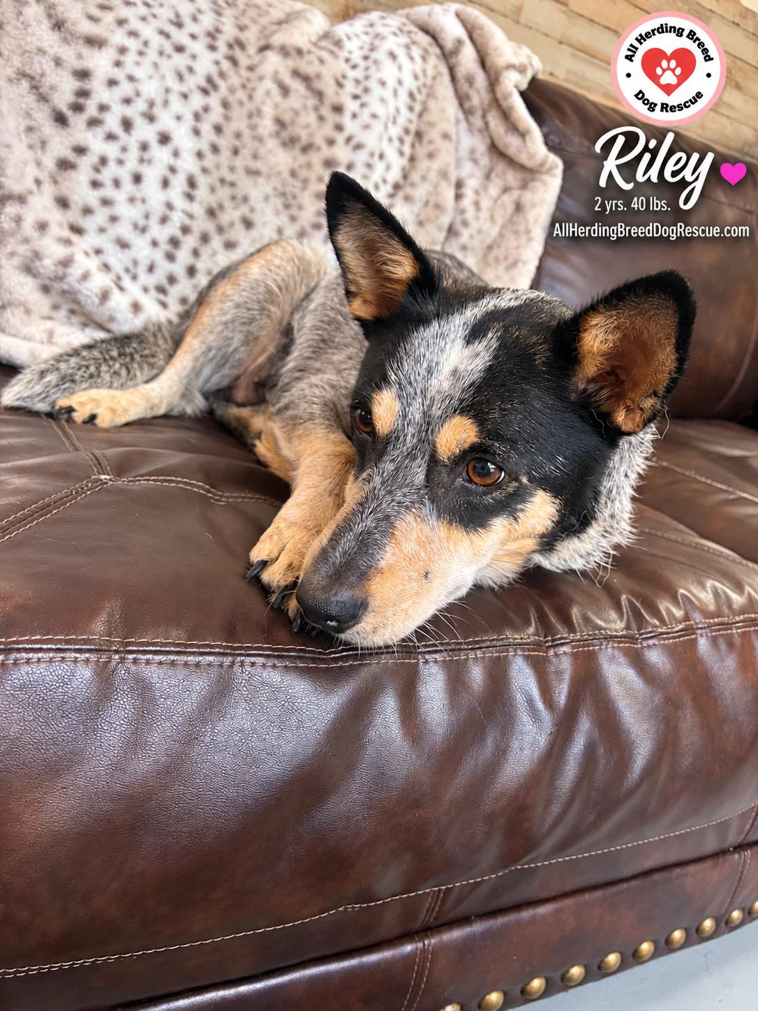 Enlarge Riley, a Adoptable Cattle Dog in Joliet, IL image 2/4