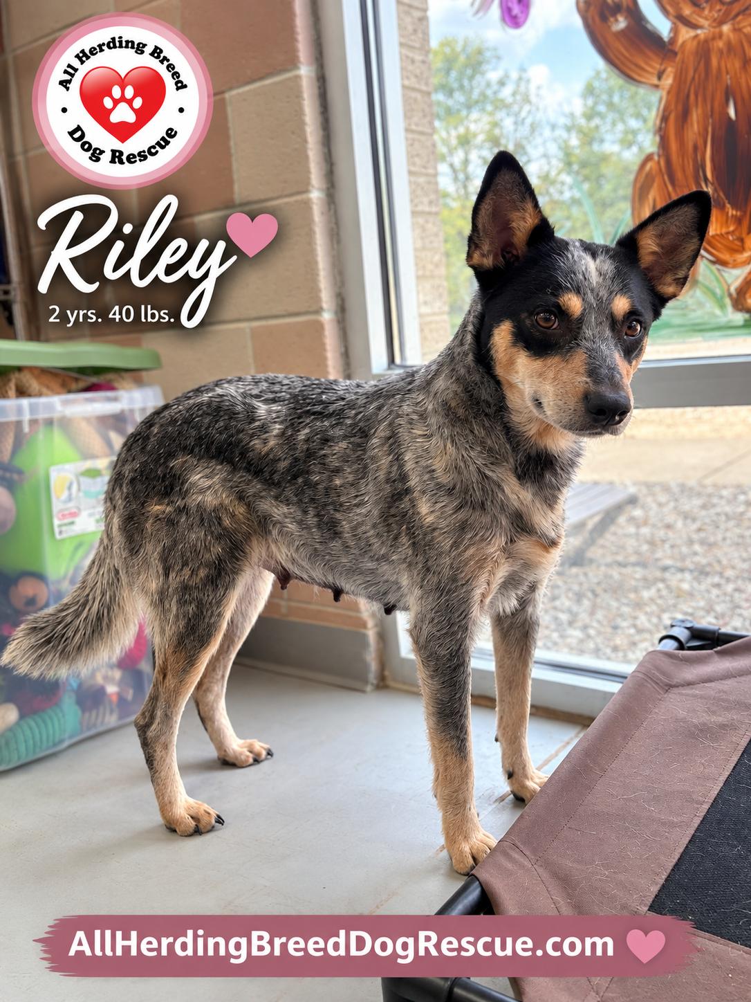 Enlarge Riley, a Adoptable Cattle Dog in Joliet, IL image 1/4