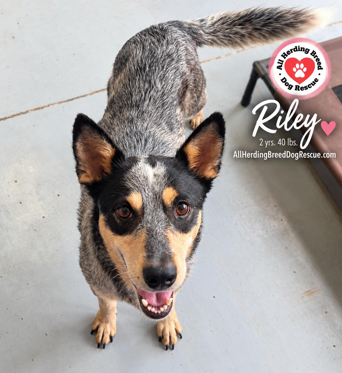 Enlarge Riley, a Adoptable Cattle Dog in Joliet, IL image 4/4