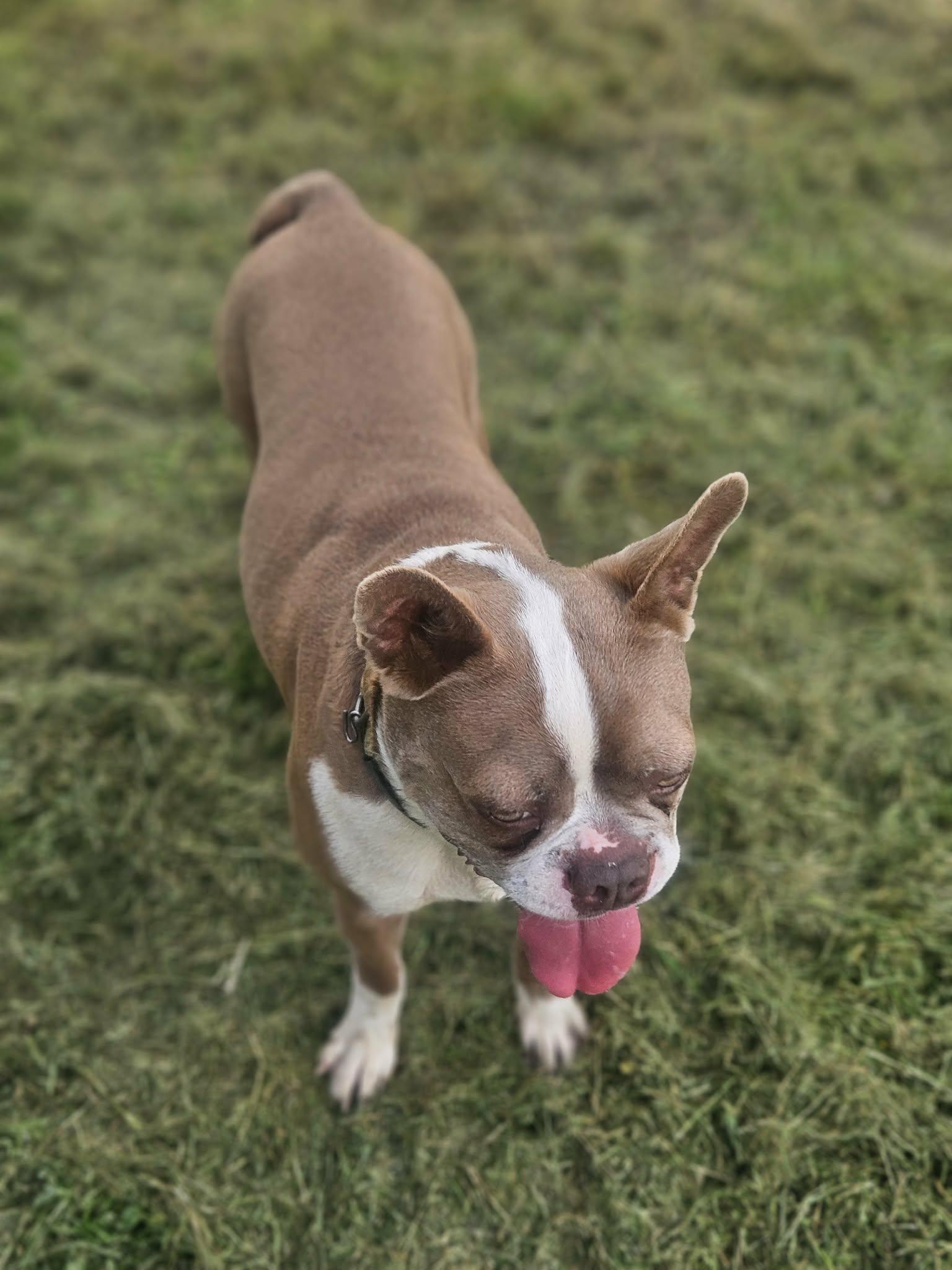 Frankie Boston, Adoptable, Adult Male Boston Terrier.