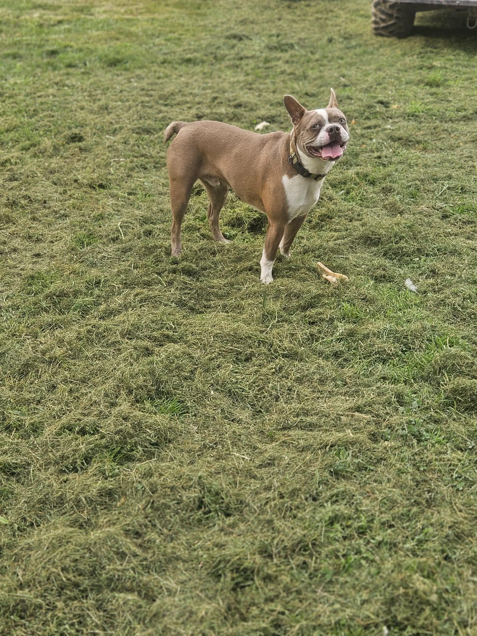 Enlarge Frankie Boston, a Adoptable Boston Terrier in Wakefield, RI image 2/3