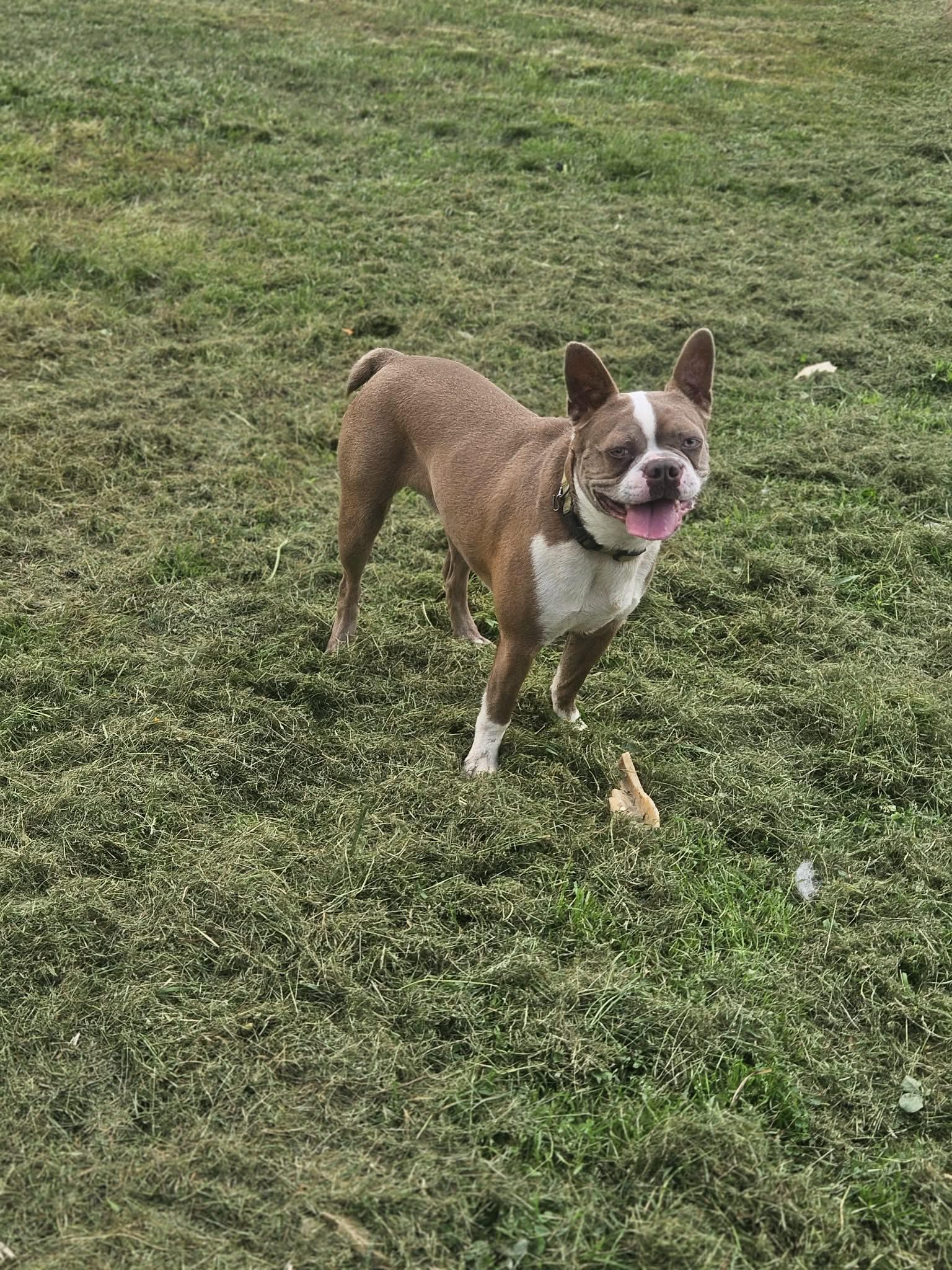 Enlarge Frankie Boston, a Adoptable Boston Terrier in Wakefield, RI image 3/3