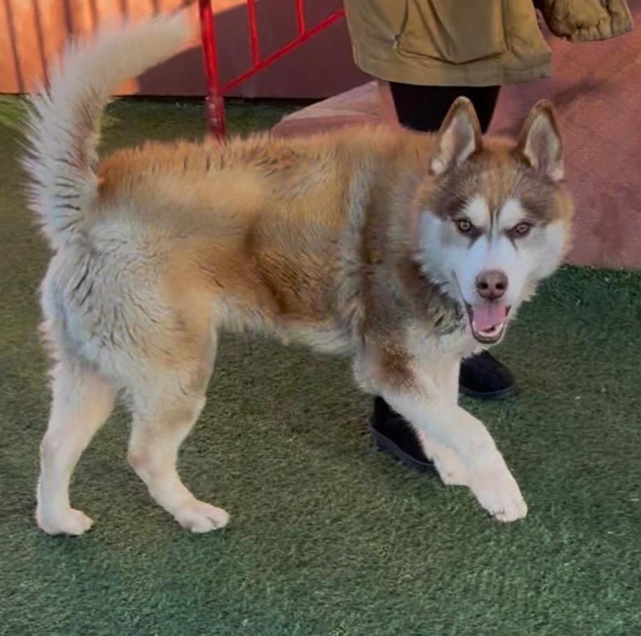 Enlarge Lancelot, a ADOPTABLE mixed breed in Norwalk, CT image 3/3