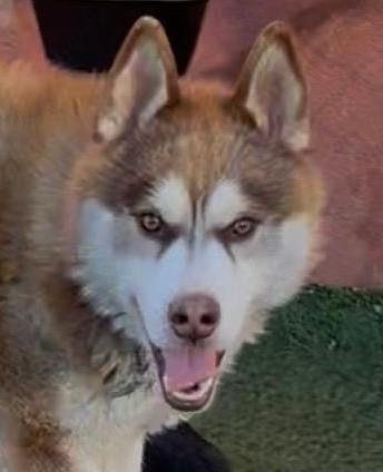 Enlarge Lancelot, a ADOPTABLE mixed breed in Norwalk, CT image 2/3