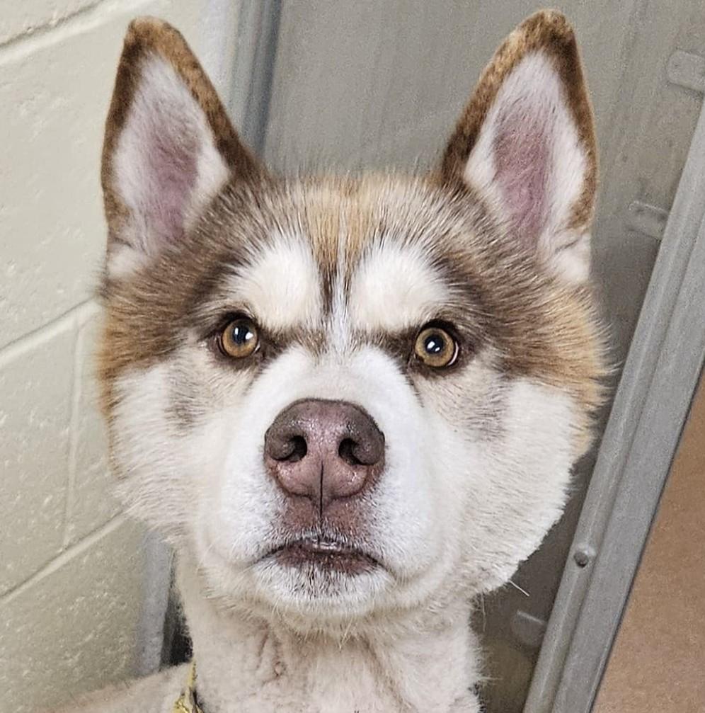 Lancelot, ADOPTABLE, Young Male Siberian Husky.