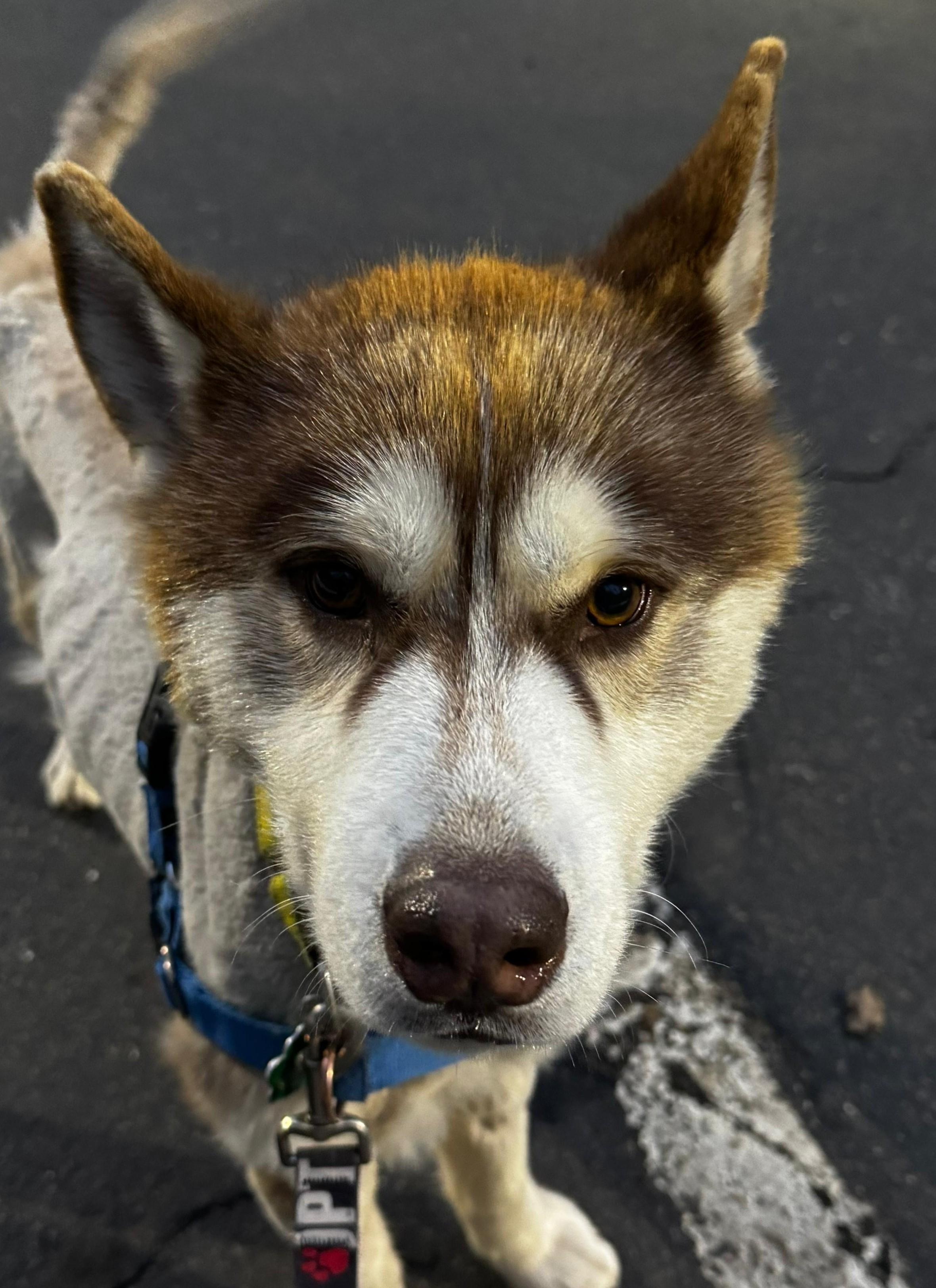Enlarge Lancelot, an adopted mixed breed in Norwalk, CT image 2/4