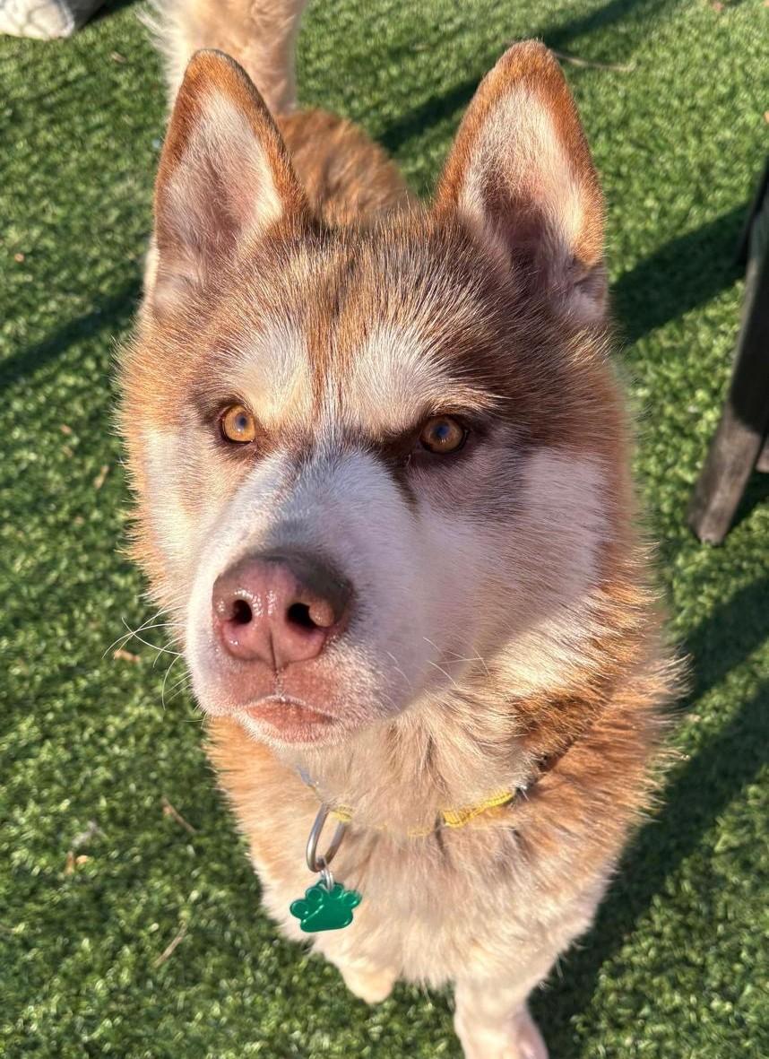 Lancelot, ADOPTABLE, Young Male Siberian Husky.