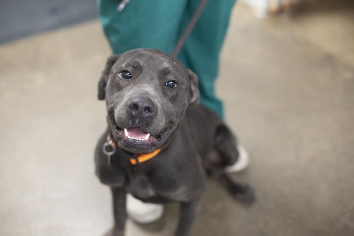 Enlarge Woody, a Adoptable mixed breed in Mountain Home, AR image 1/1