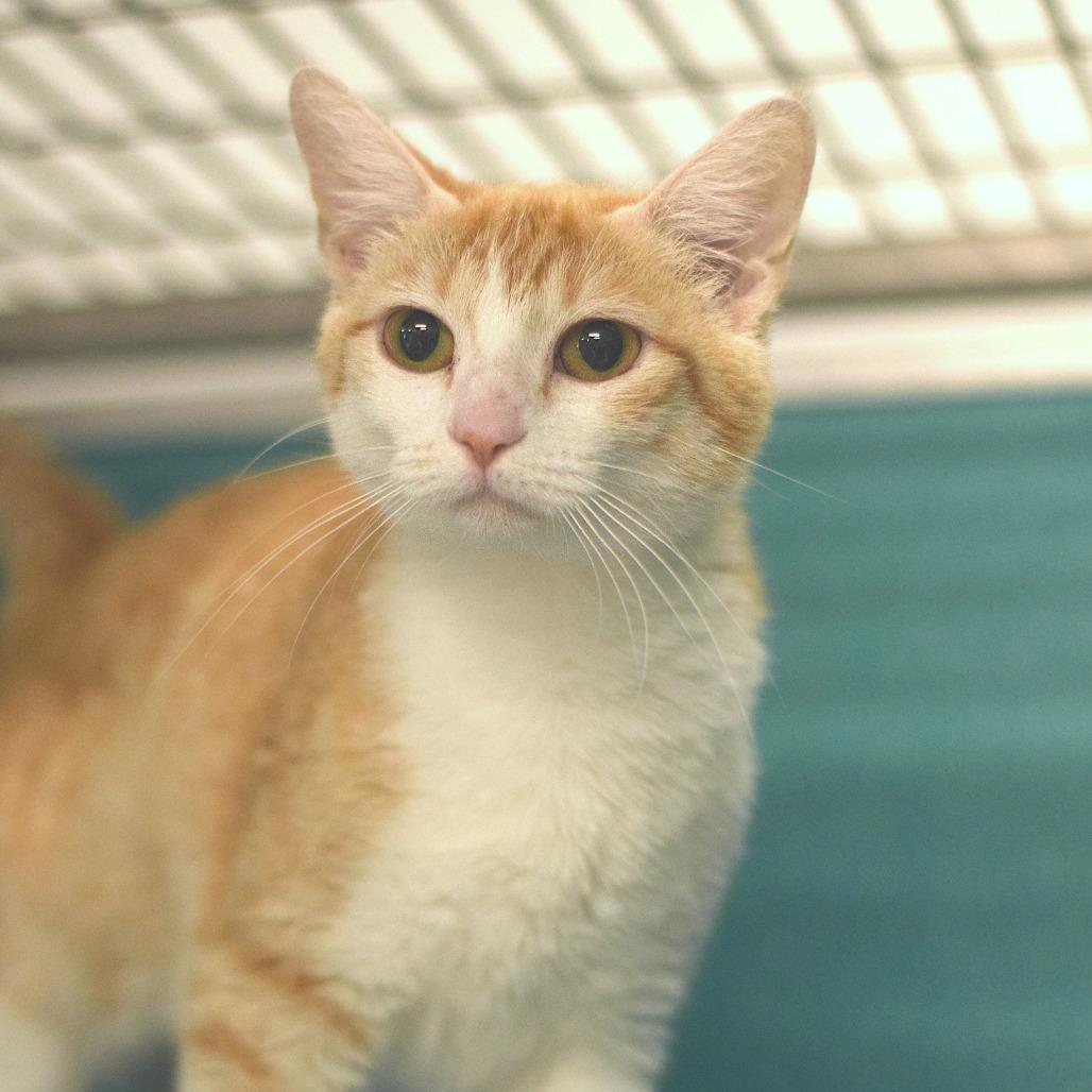 Enlarge Pitty Pat, a Adoptable Domestic Short Hair in Belleville, IL image 1/6