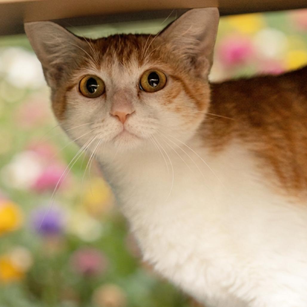 Enlarge Pitty Pat, a Adoptable Domestic Short Hair in Belleville, IL image 2/6