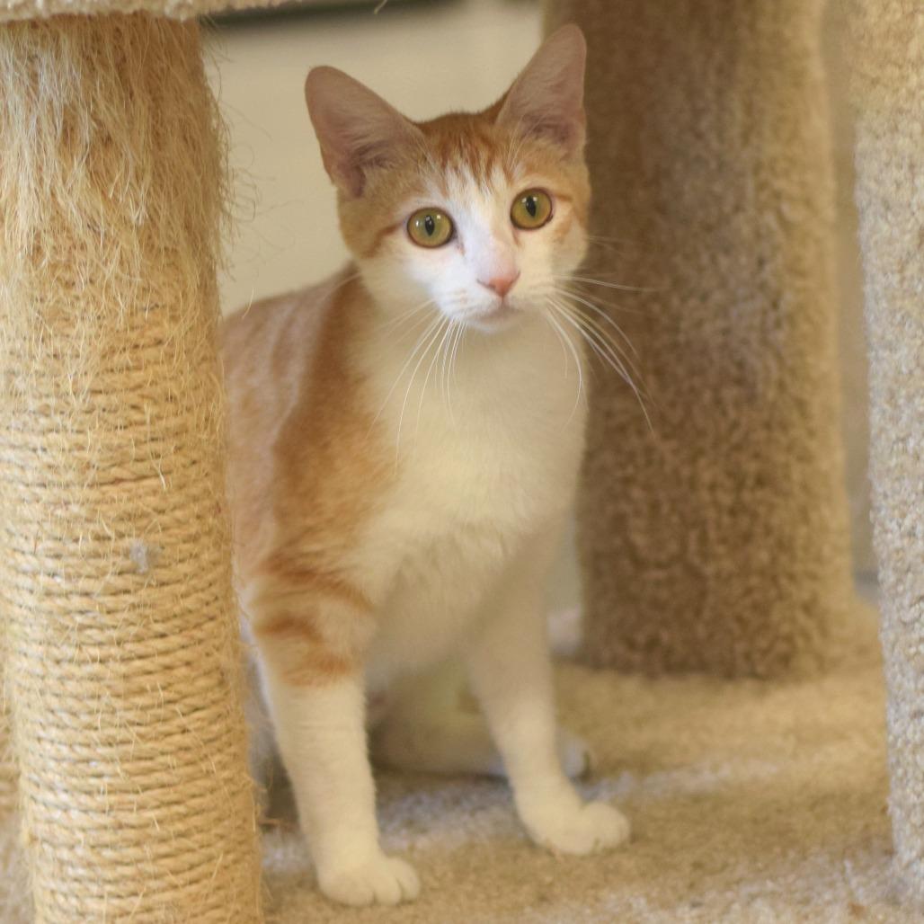 Enlarge Pitty Pat, a Adoptable Domestic Short Hair in Belleville, IL image 3/6