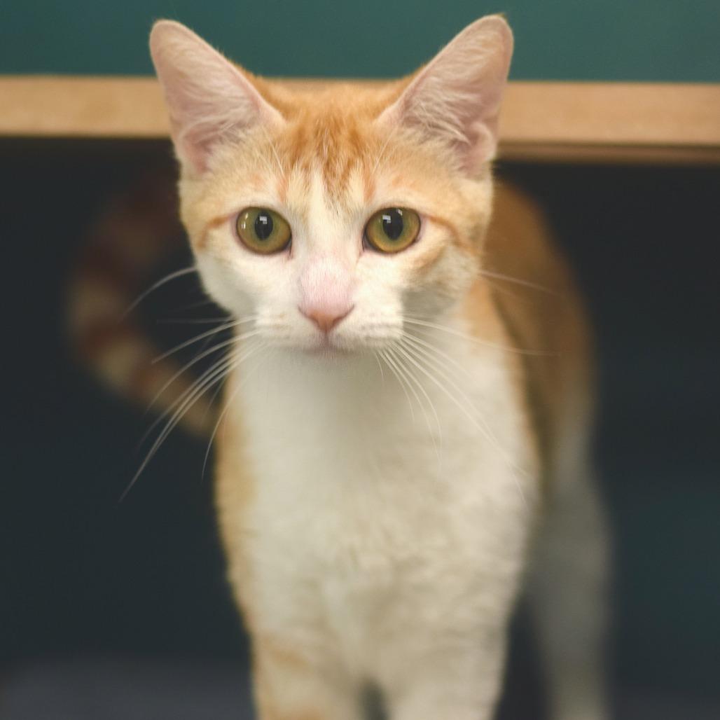 Enlarge Pitty Pat, a Adoptable Domestic Short Hair in Belleville, IL image 4/6