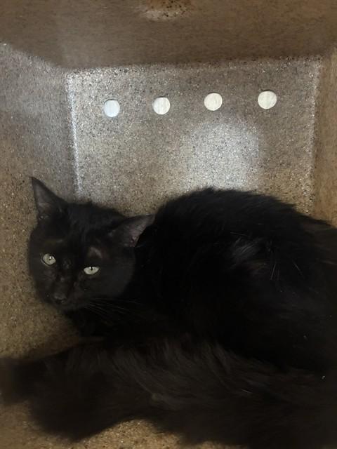 HEMI, Adoptable, Adult Male Domestic Short Hair.