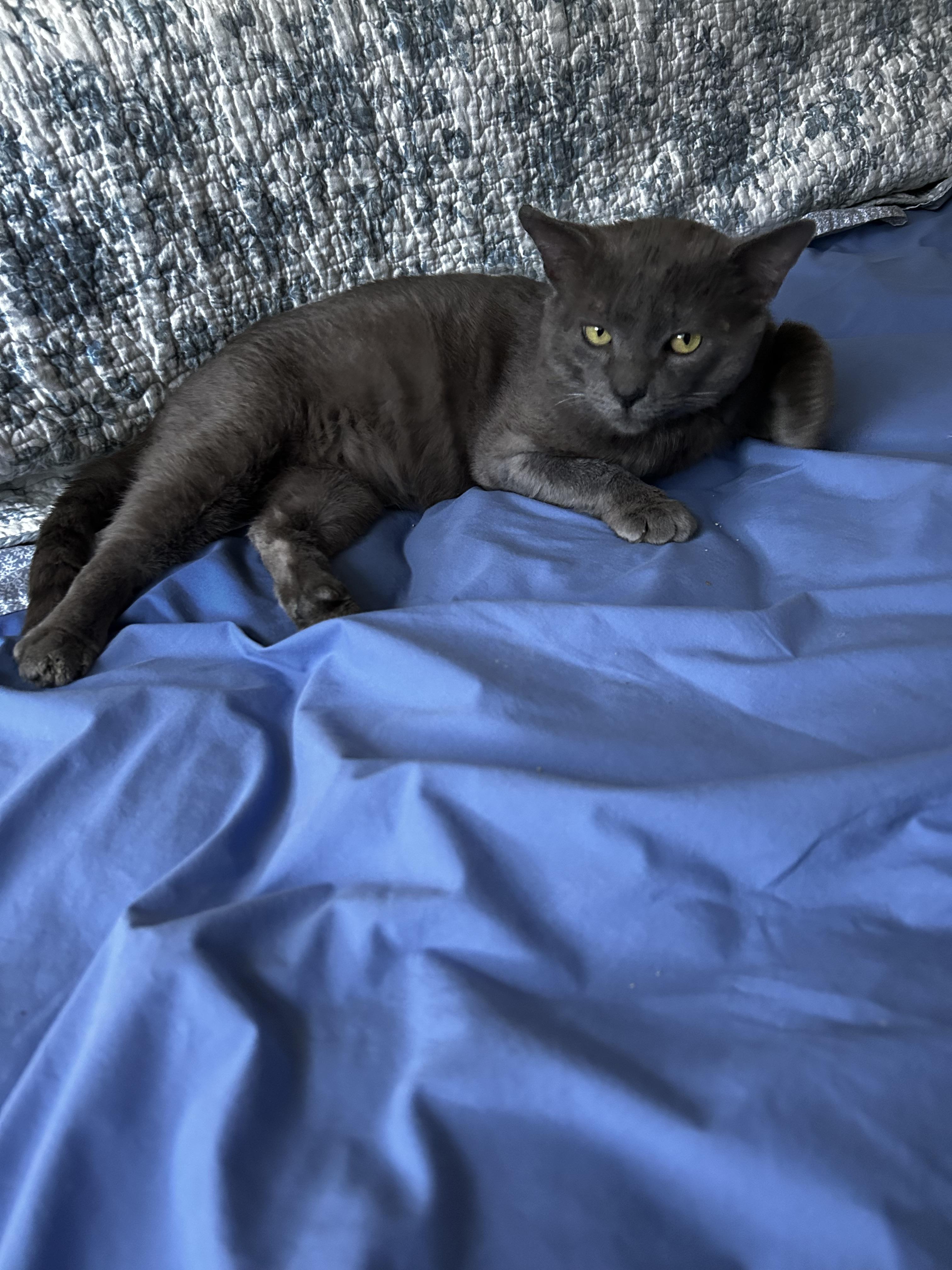 Torren, Adoptable, Adult Male Domestic Short Hair.