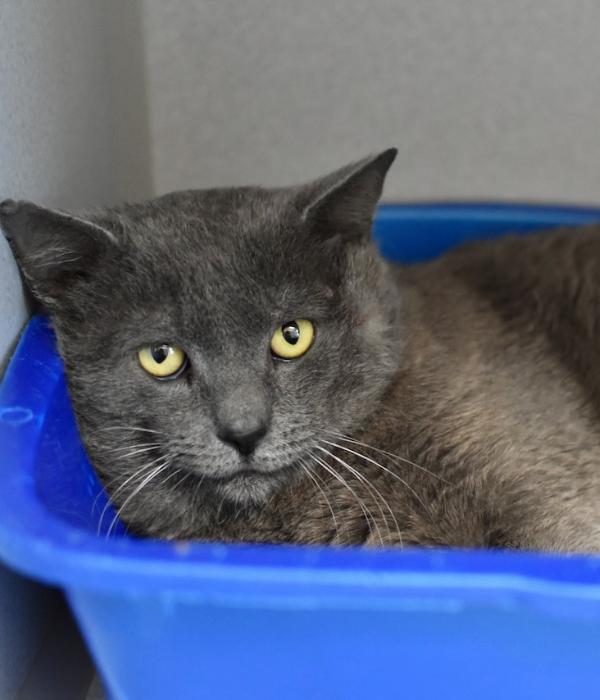 Enlarge Torren, a Adoptable Domestic Short Hair in Marietta, GA image 2/5