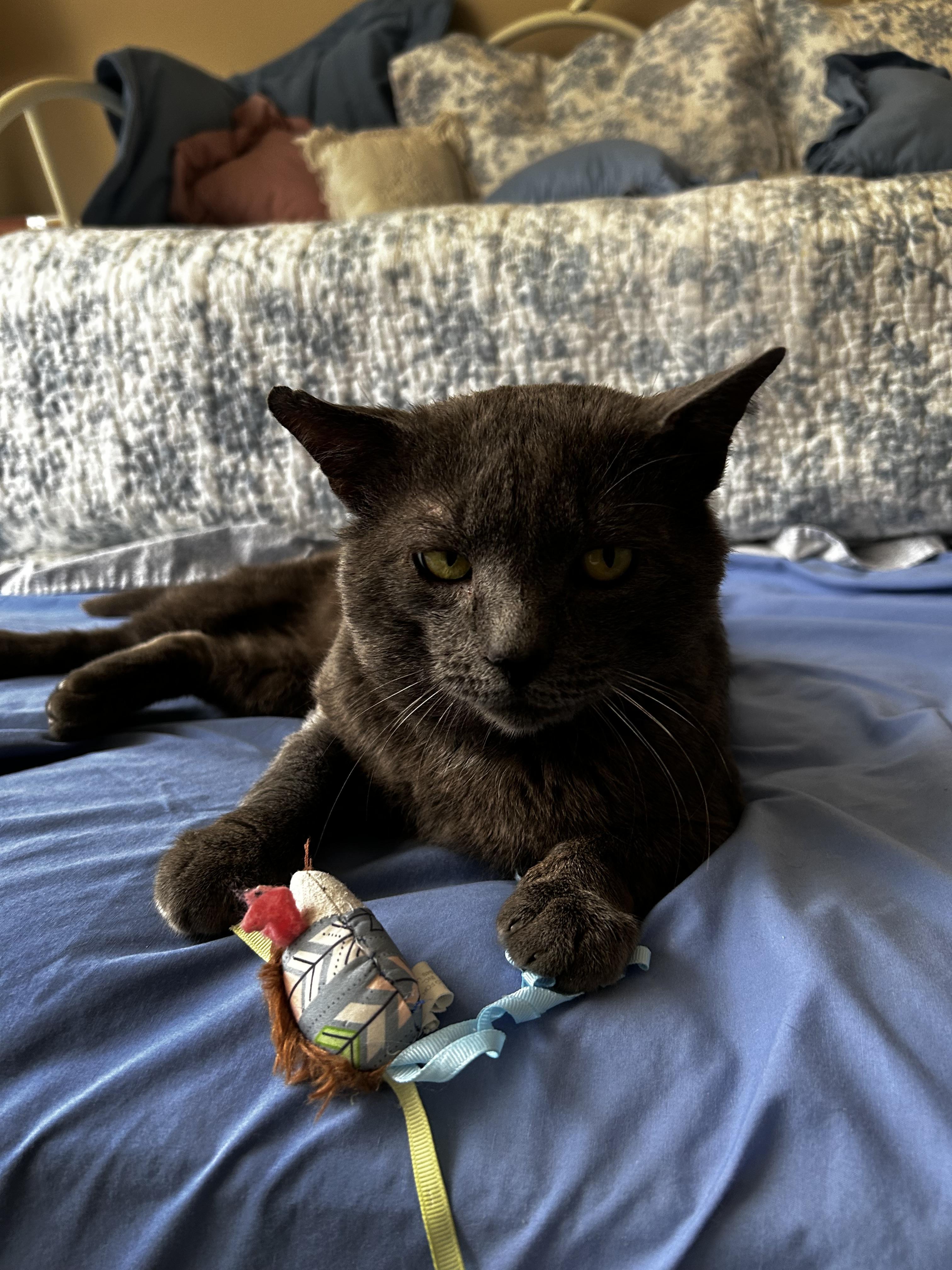 Enlarge Torren, a Adoptable Domestic Short Hair in Marietta, GA image 3/5