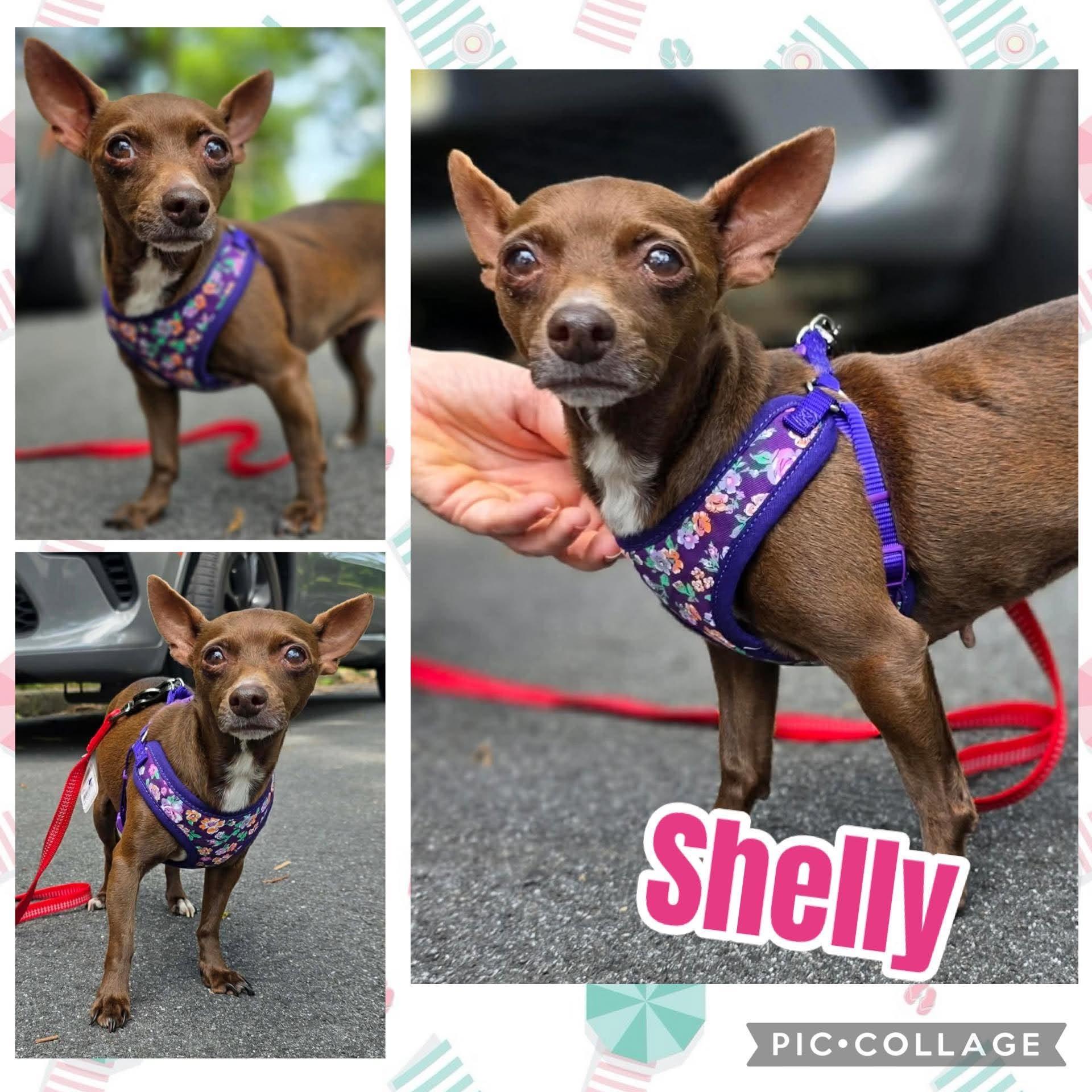 Shelly, ADOPTABLE, Young Female Chihuahua.