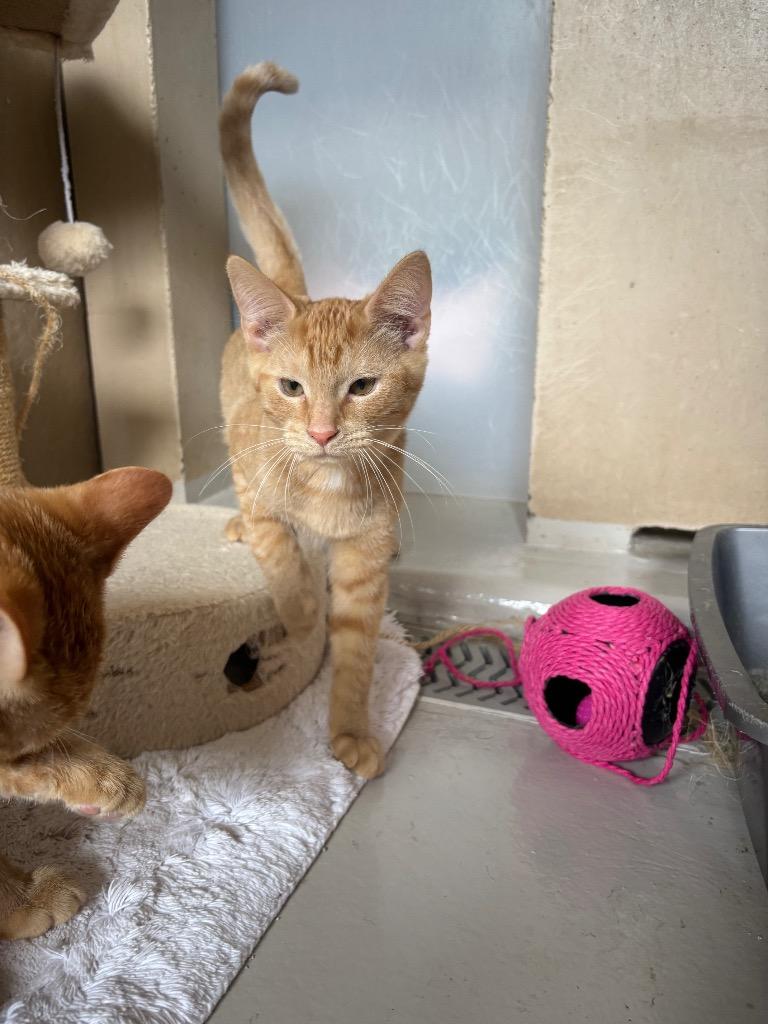 Enlarge Havarti, a Adoptable mixed breed in Findlay, OH image 1/1